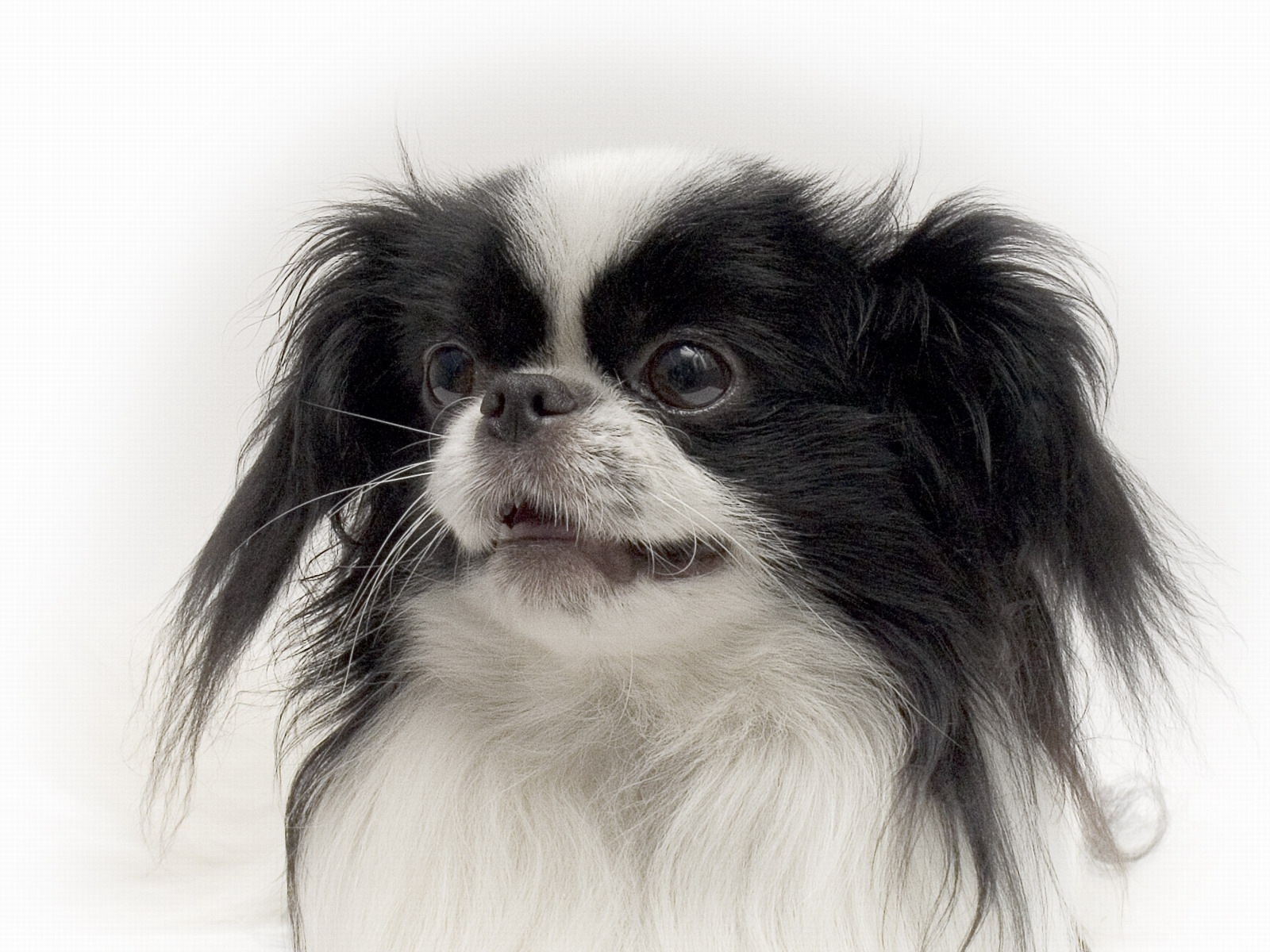 Портрет японского хина