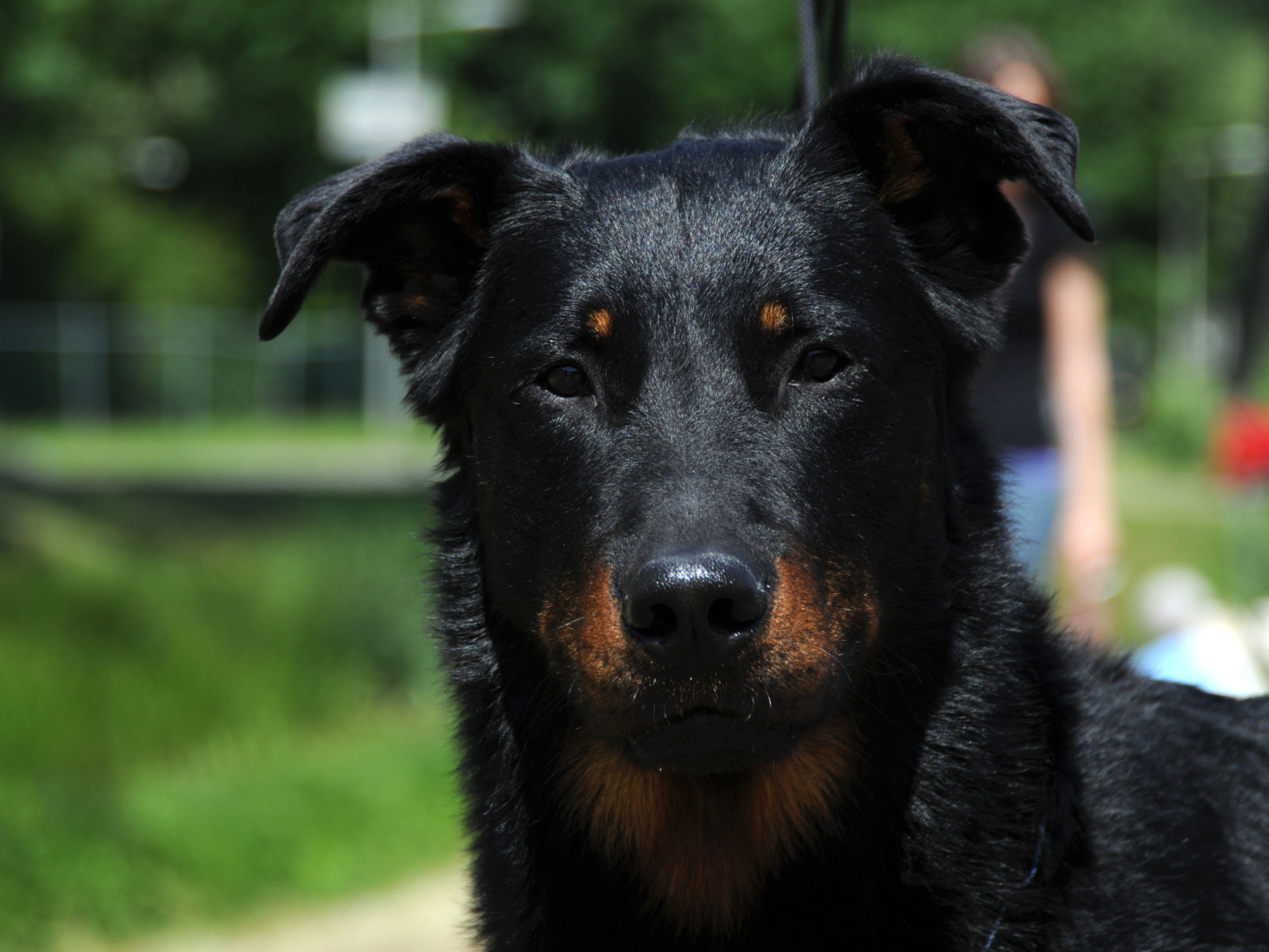 Портрет красивого босерона