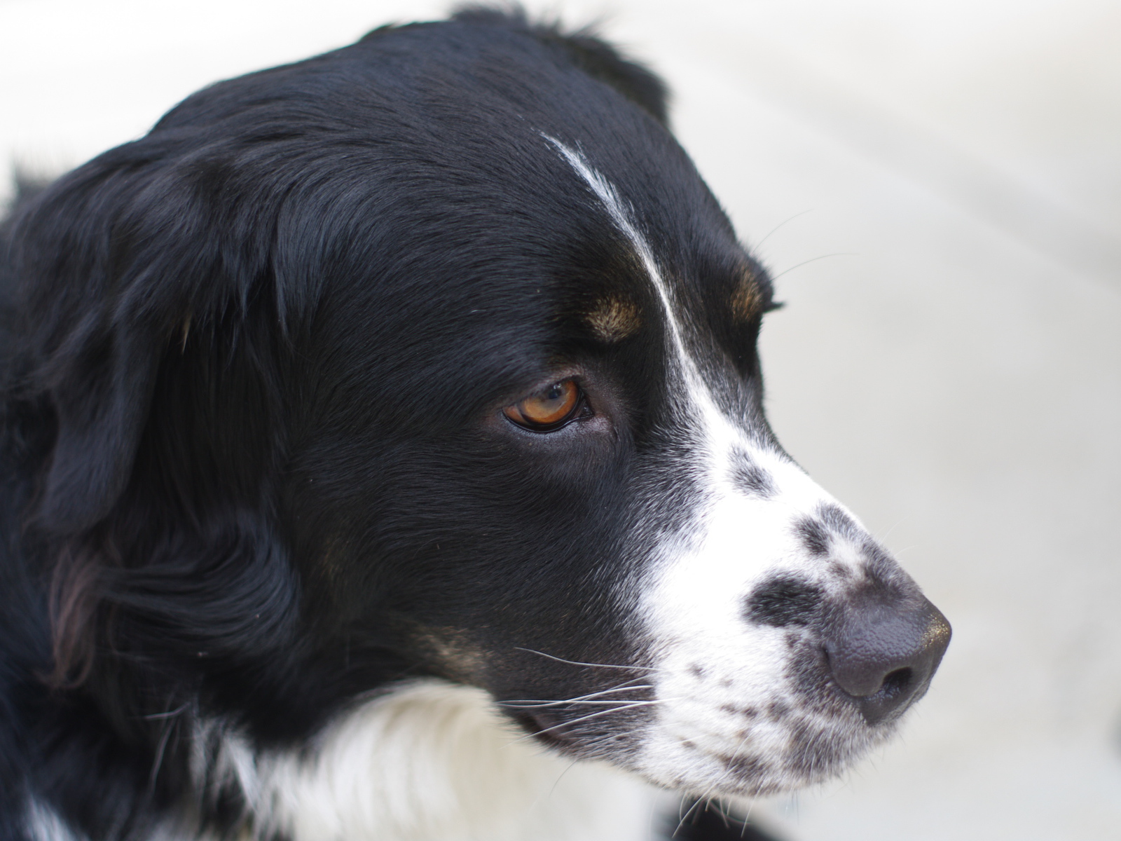 Портрет серьёзной бернской пастушьей собаки