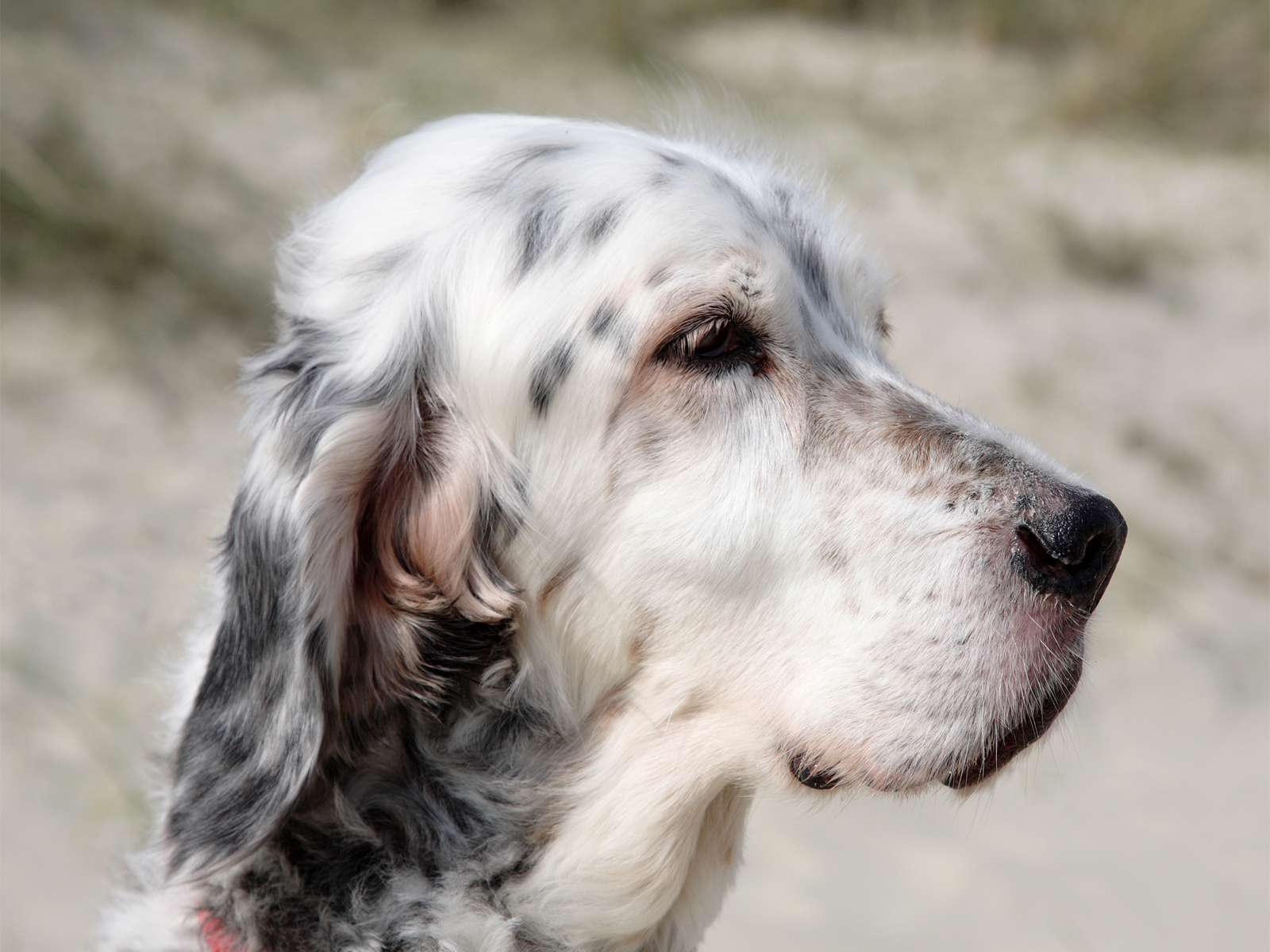 Портрет английского сеттера