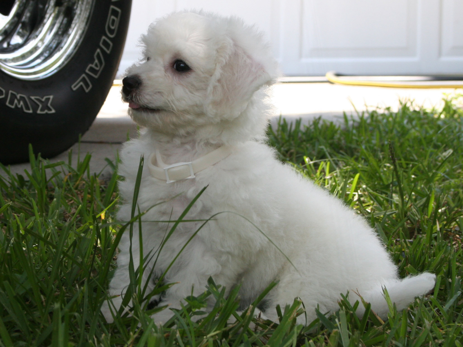 Щенок породы бишон-фриз возле машины