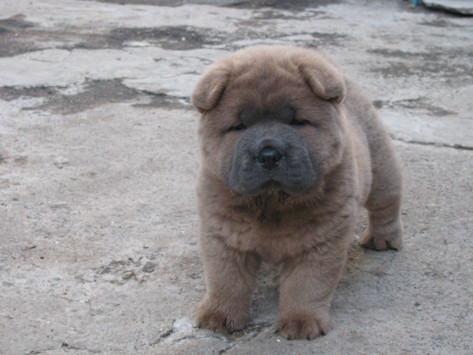 Щенок чау-чау на улице