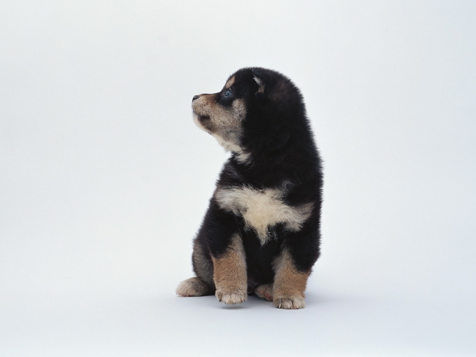 Щенок на белом фоне
