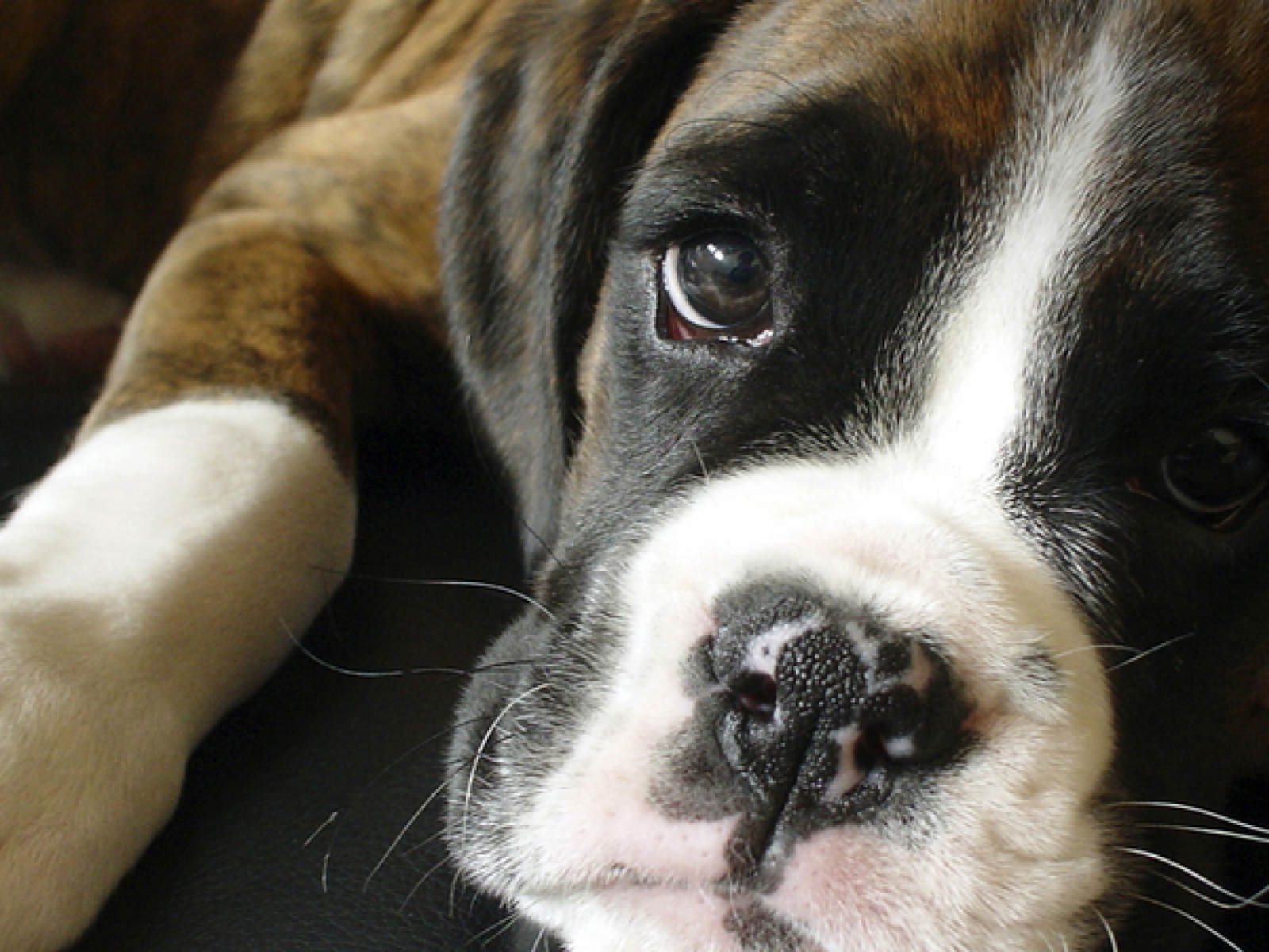 Грустный боксёр крупным планом