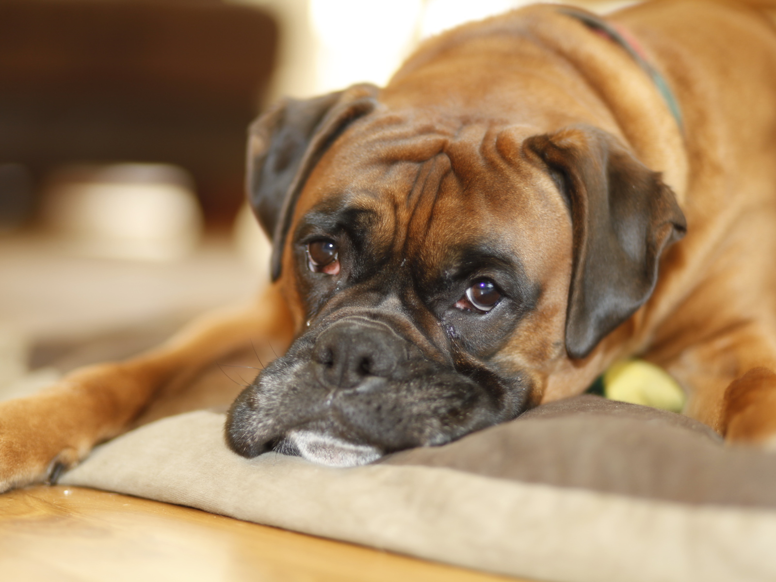 Грустный боксёр лежит на своём месте