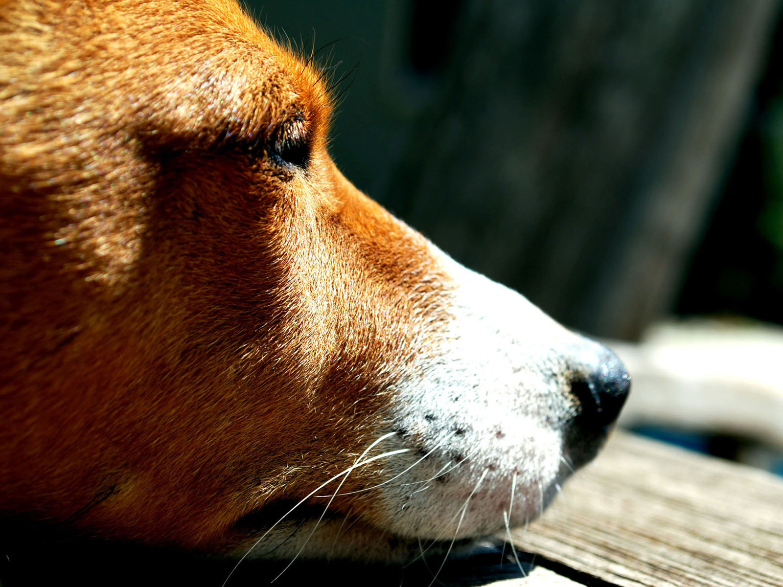 Грустная собака породы басенджи