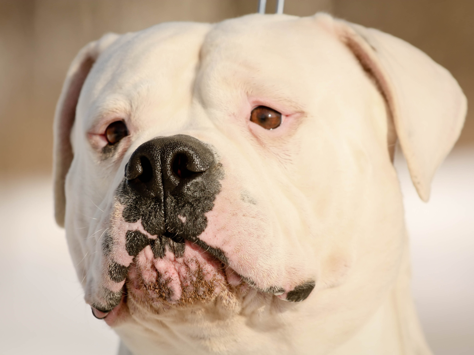 Серьёзный американский бульдог крупным планом