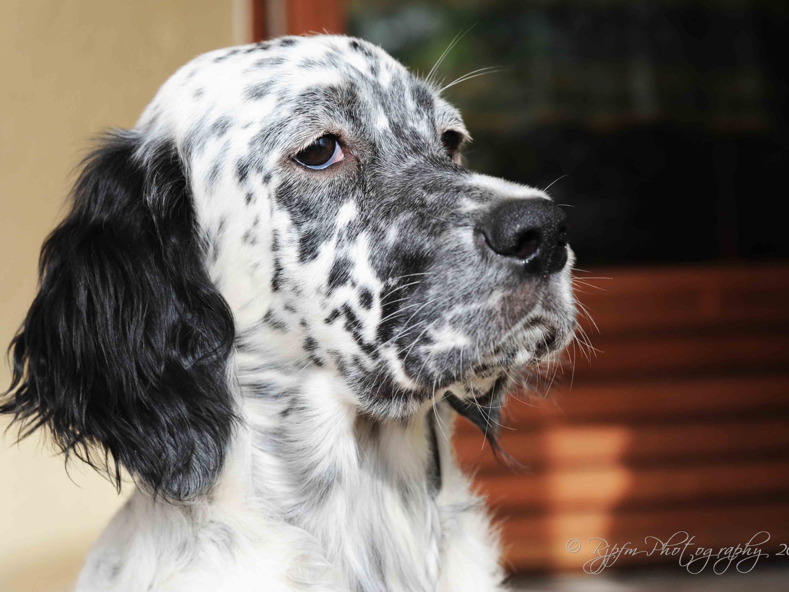 Серьёзный английский сеттер