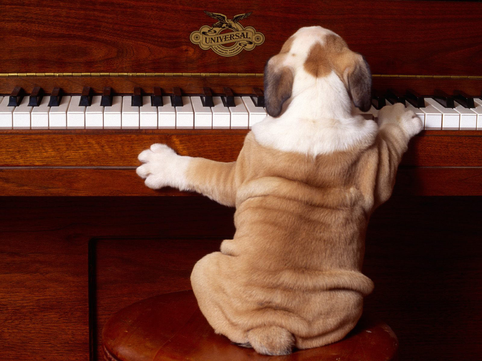 Шарпей щенок играет на пианине