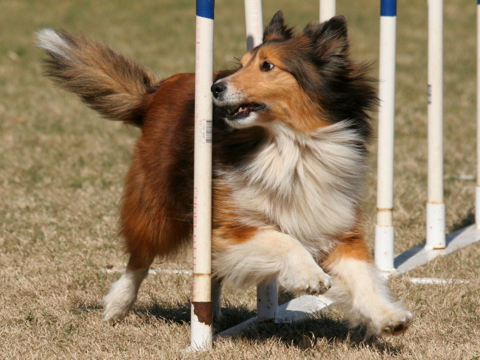Собака породы шелти выполняет команды