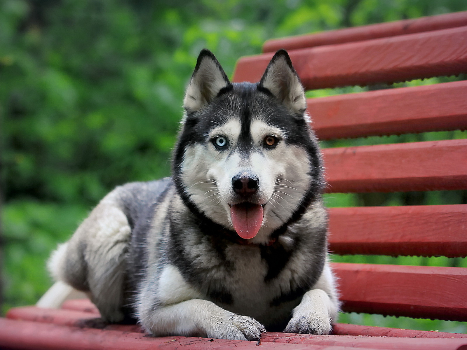 Siberian Husky on the bench