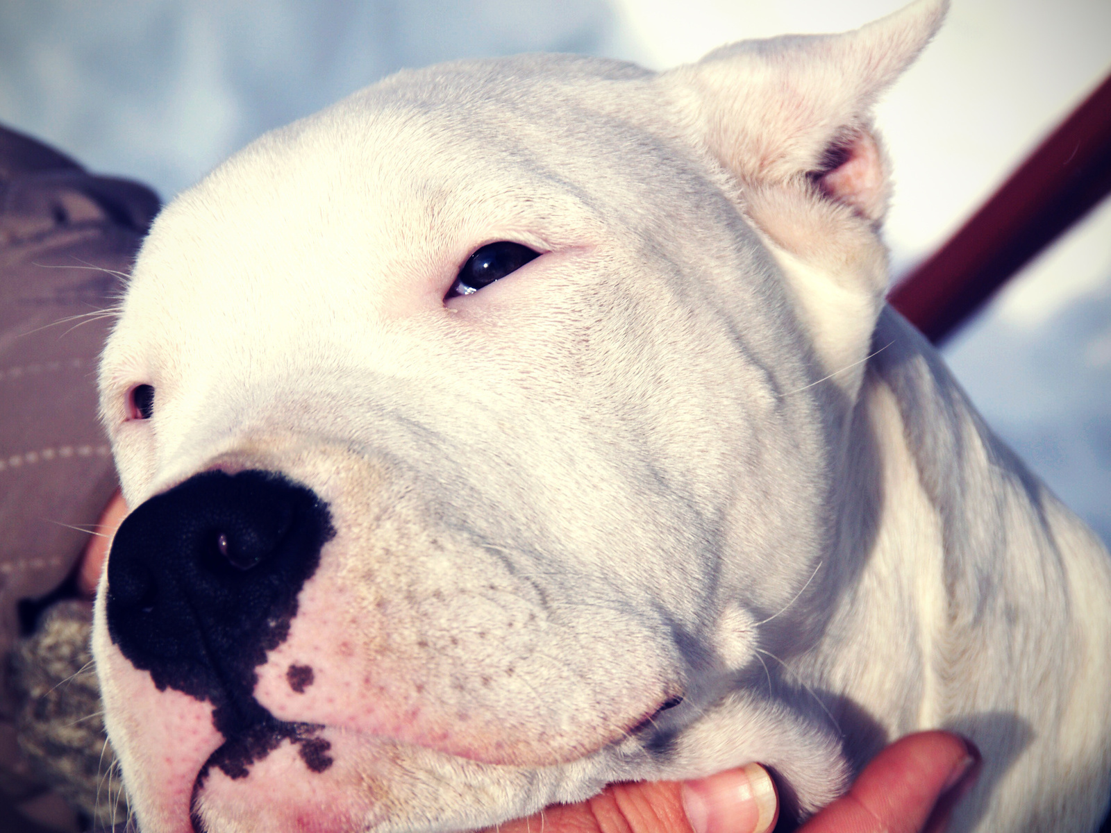 Сонный аргентинский дог