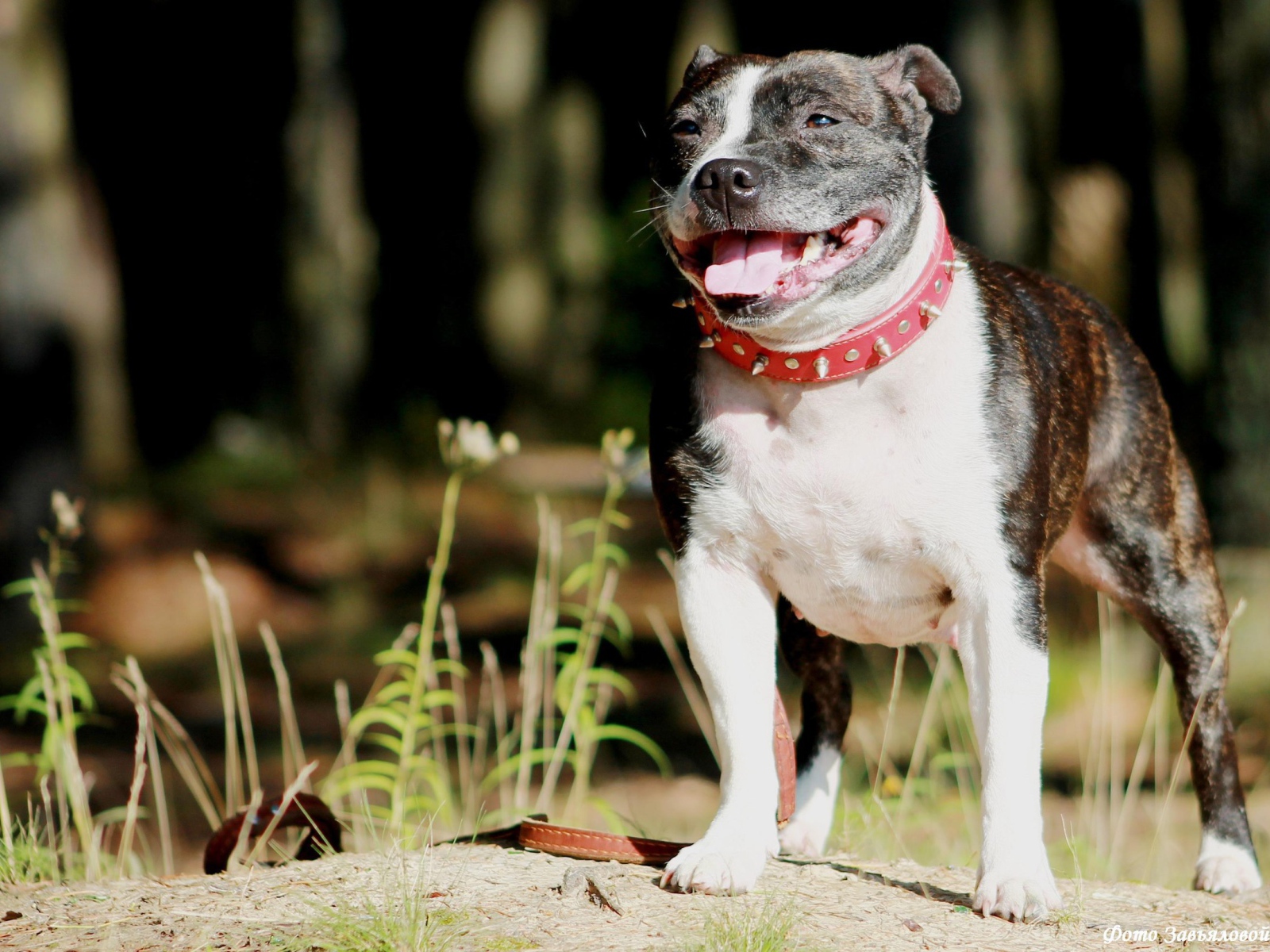Staffordshire Bull Terrier in the red collar