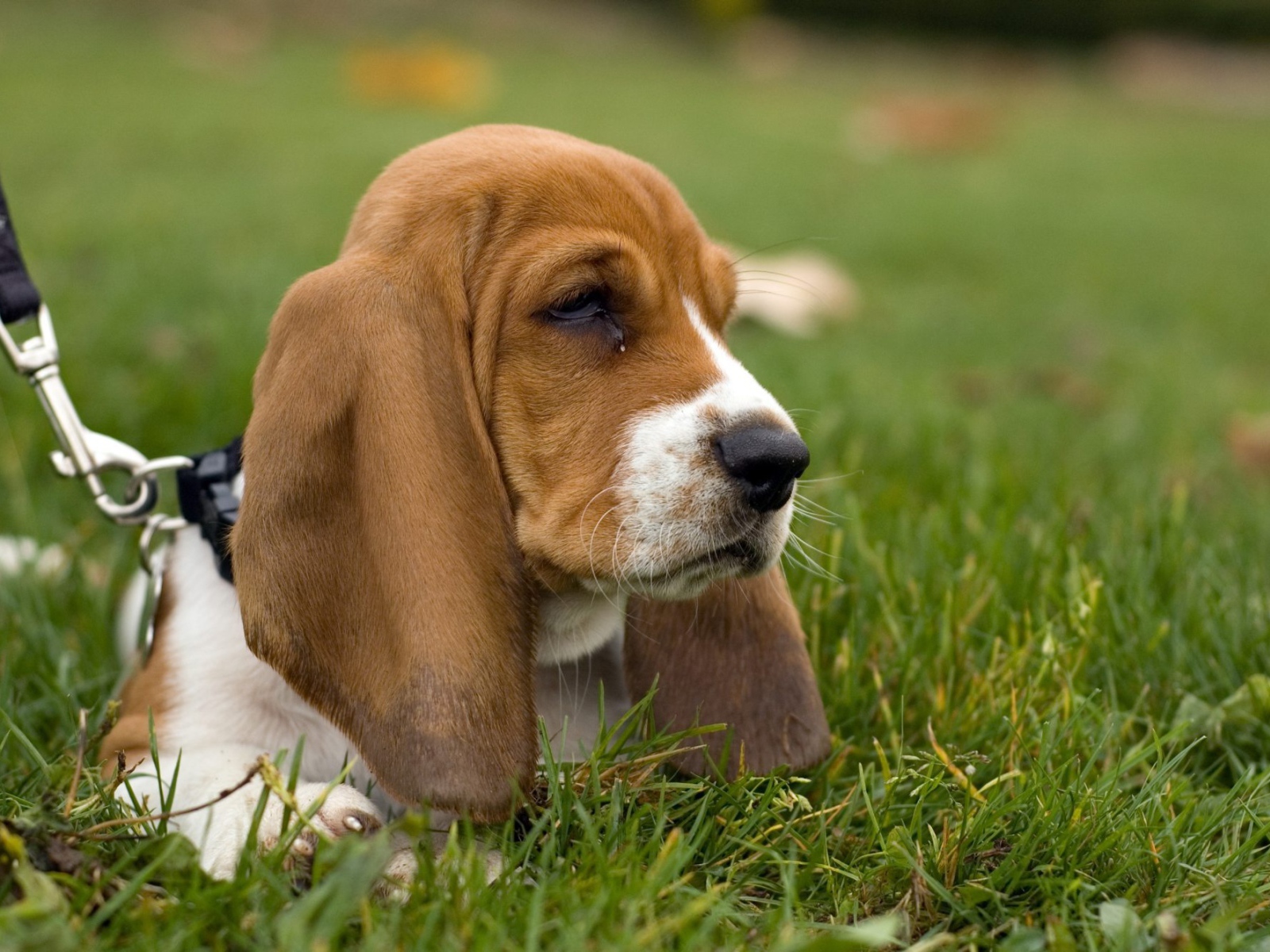 Угрюмый бассет-хаунд в траве