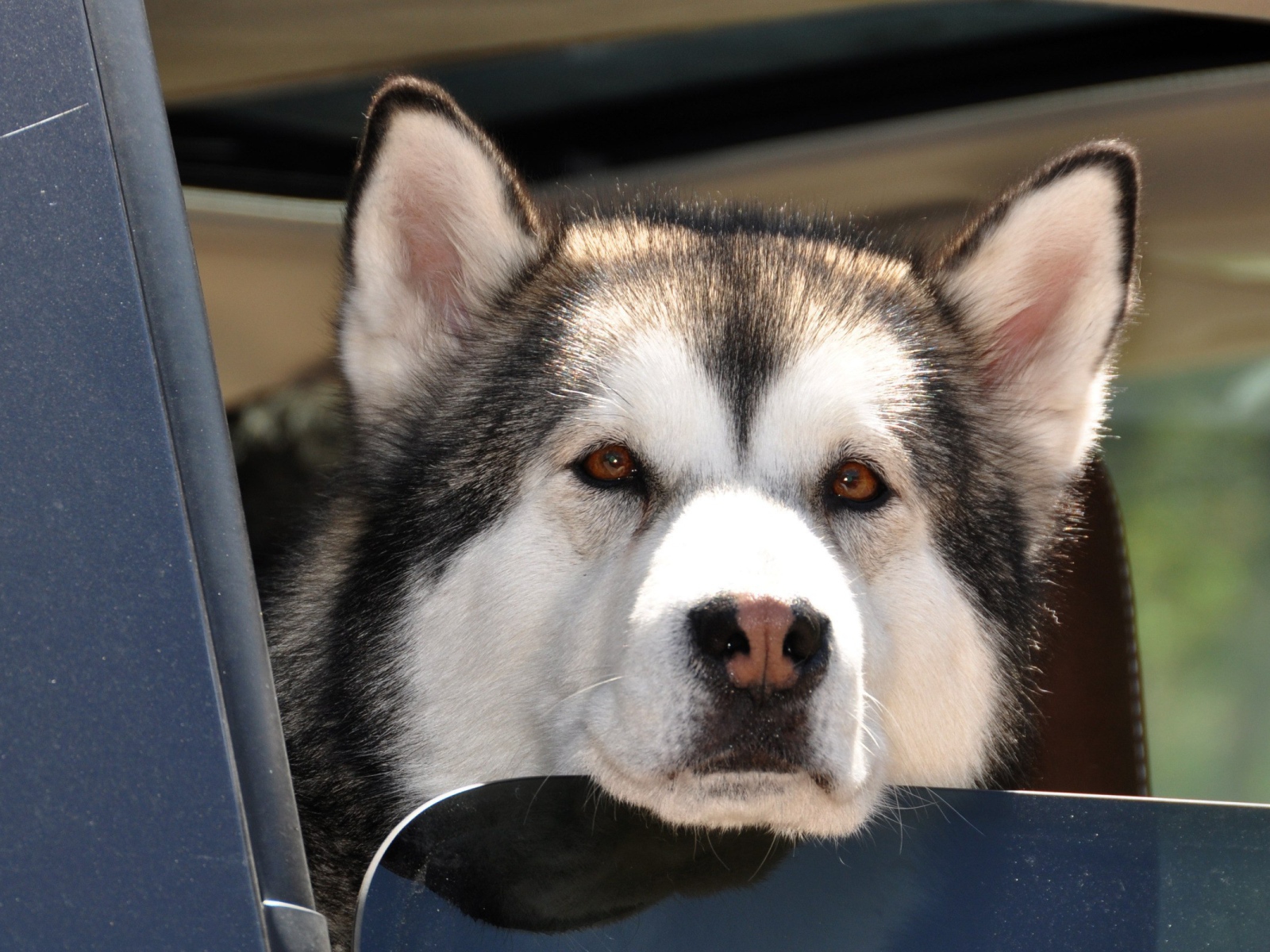 Аляскинский маламут выглядывает из окна