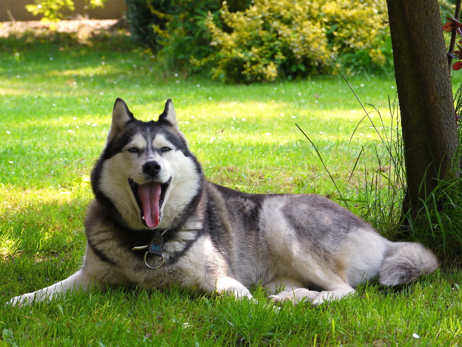 Аляскинский маламут устал