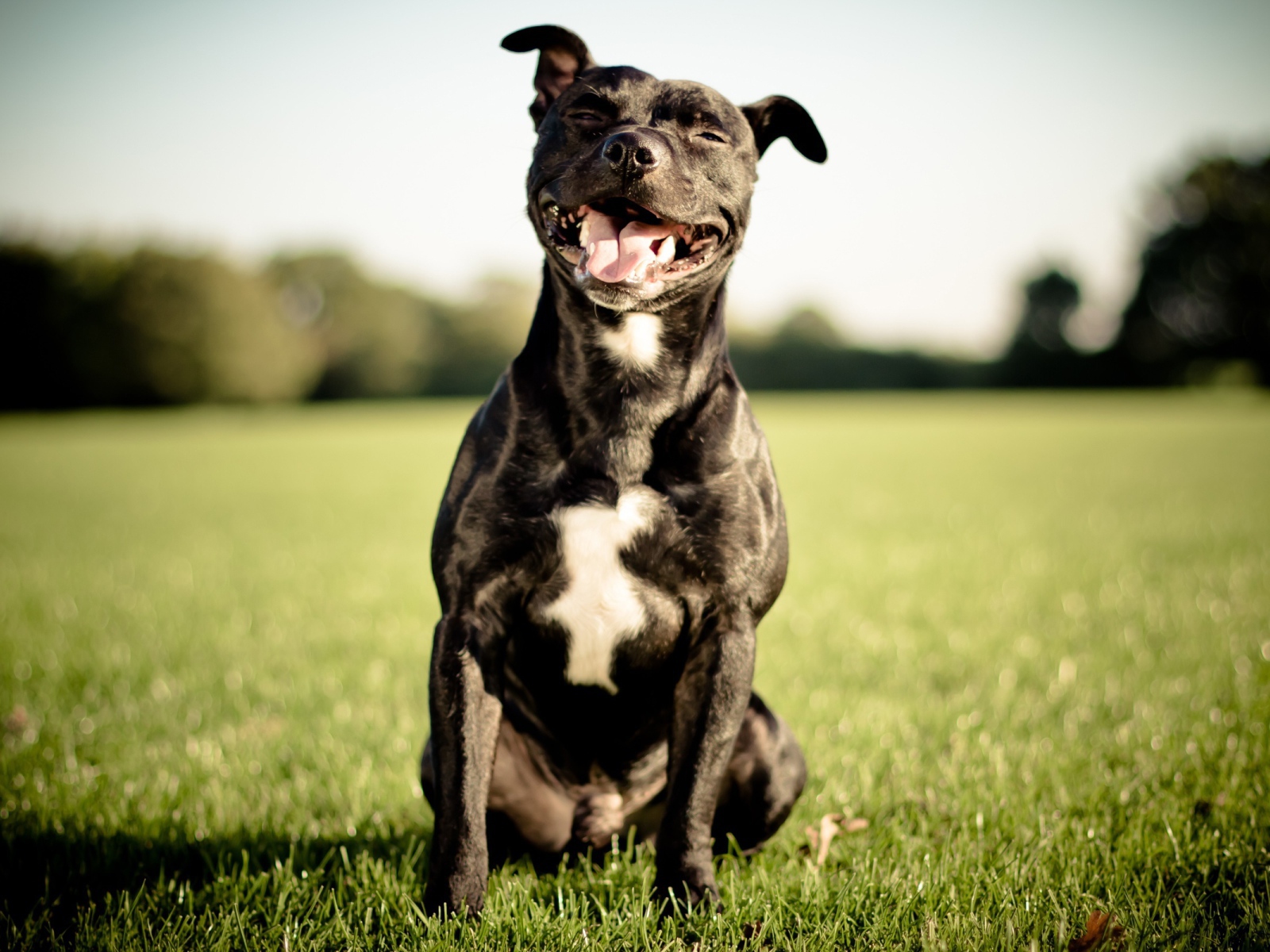 The Beautiful Staffordshire Bull Terrier is smiling