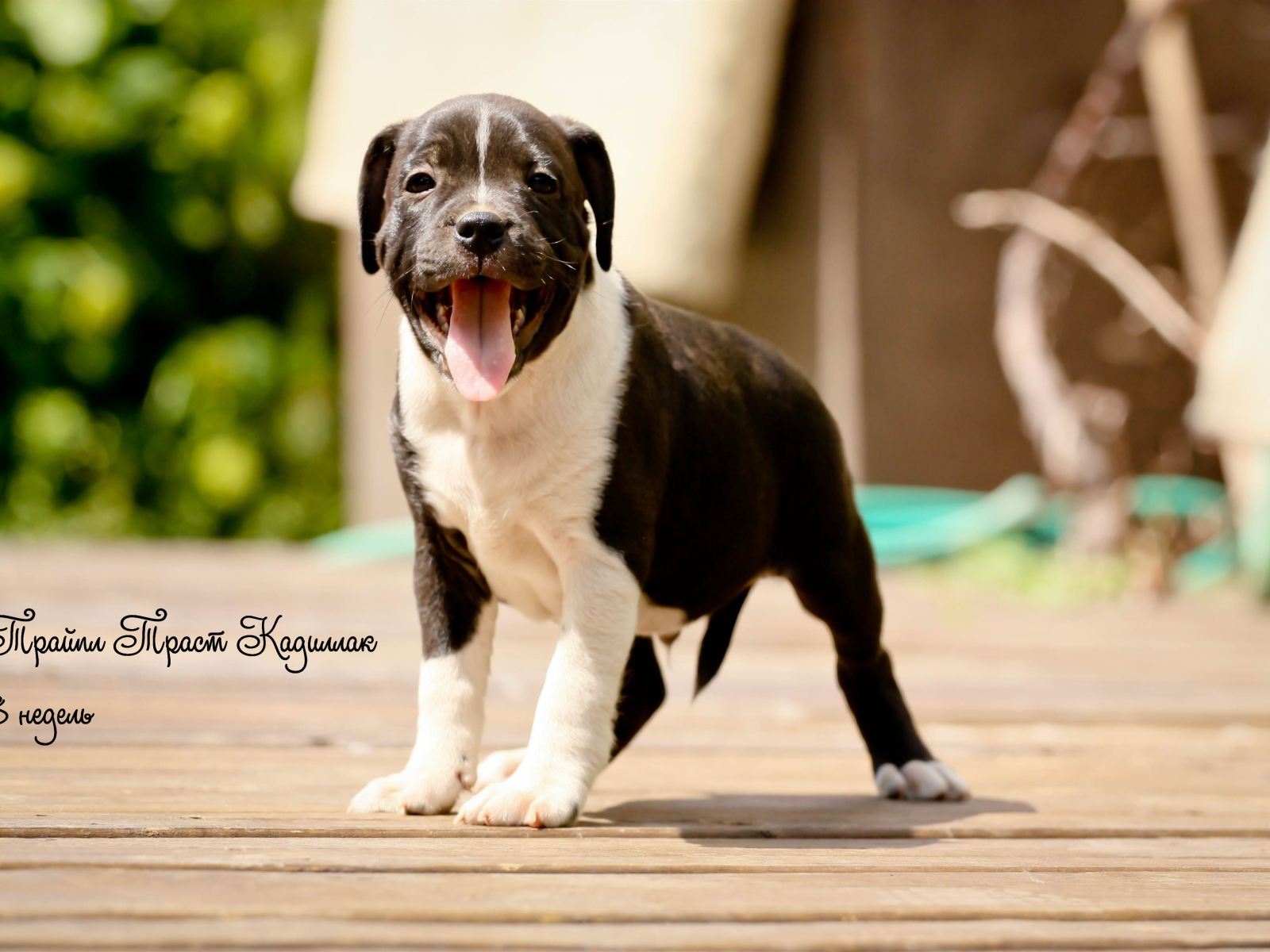 Щенок Стаффордширский бультерьер