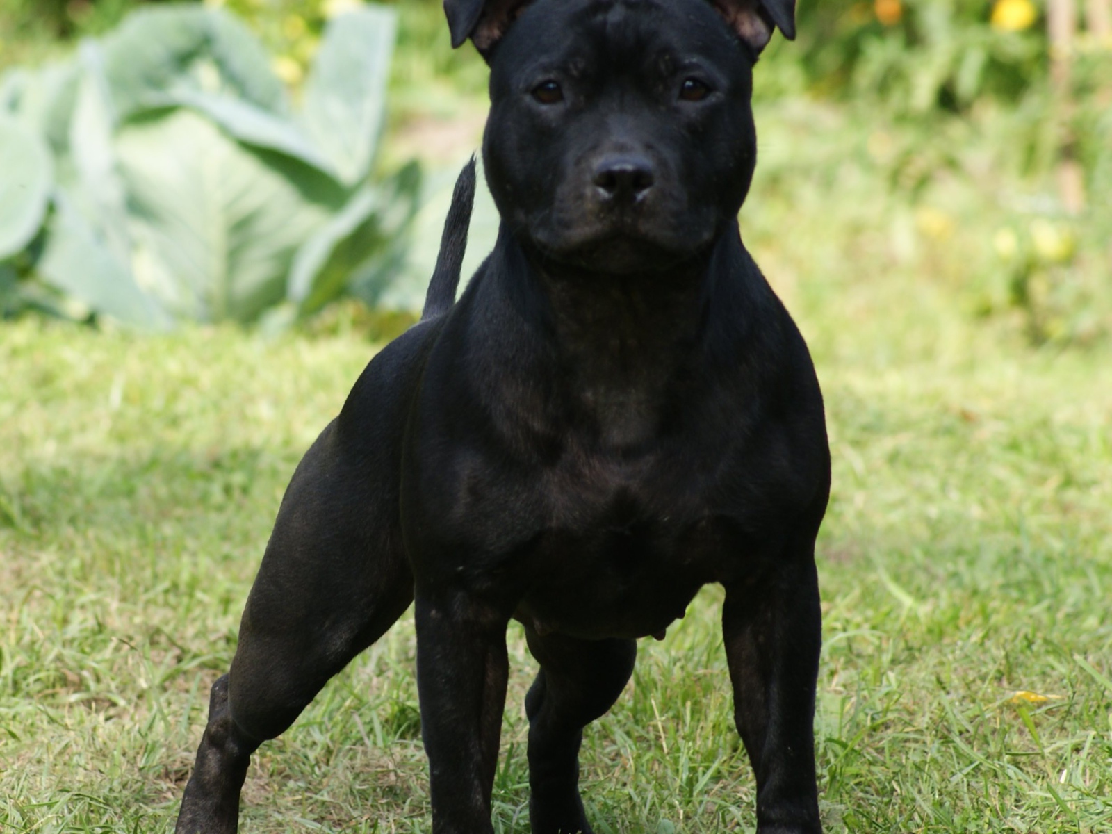 The aggressive Staffordshire Bull Terrier