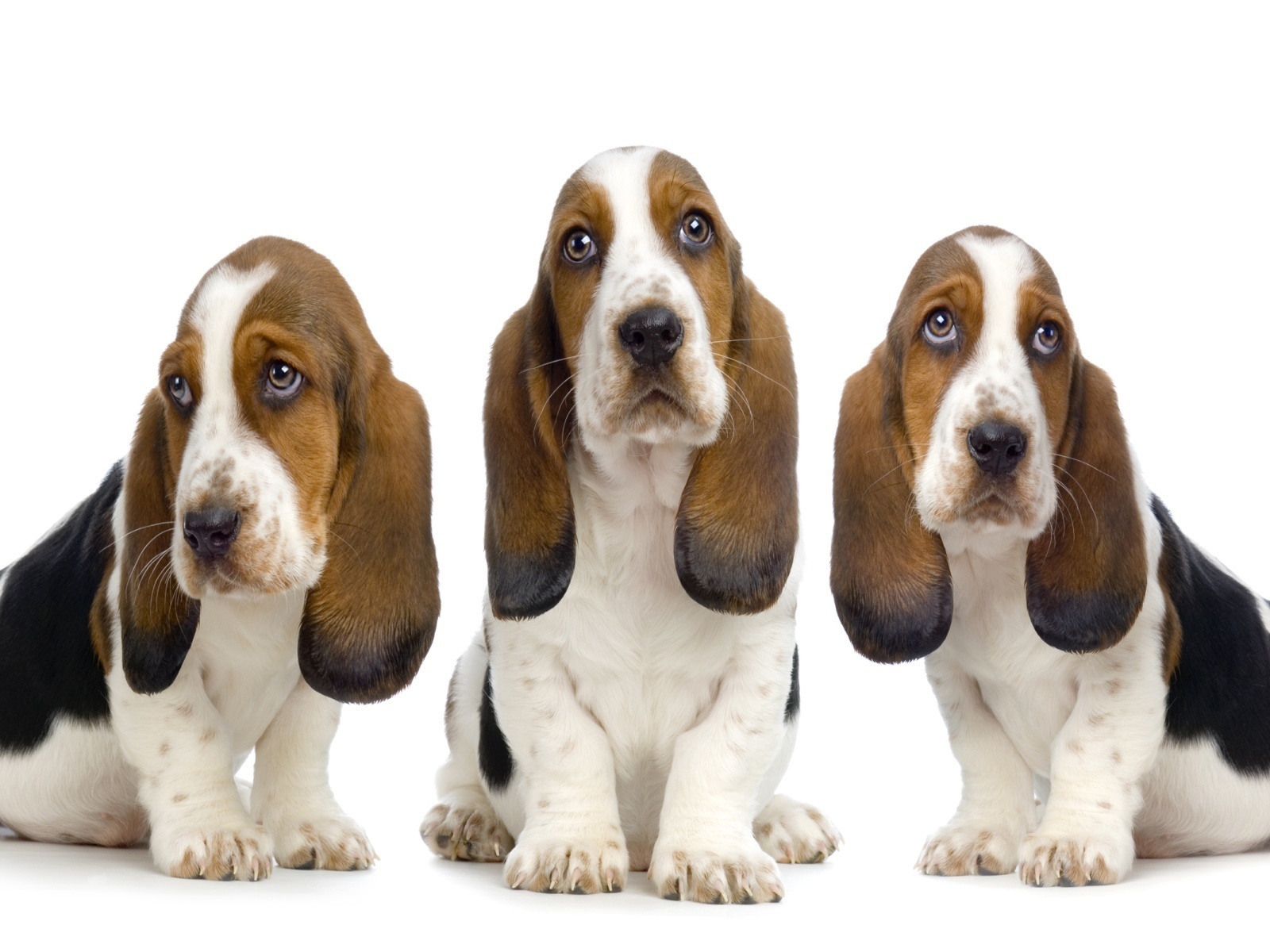 Три бассет-хаунда на белом фоне