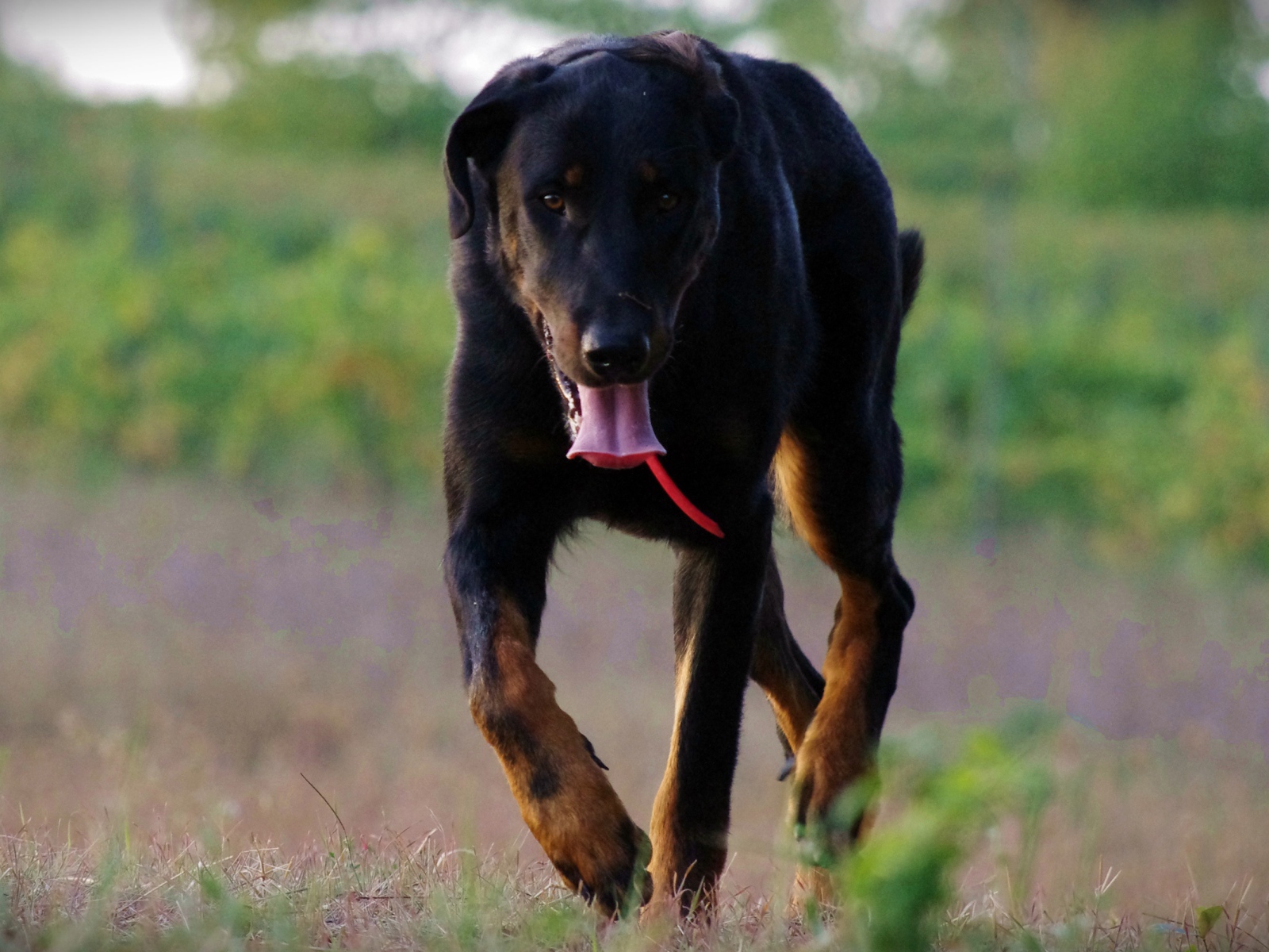 Уставший босерон идёт по полю