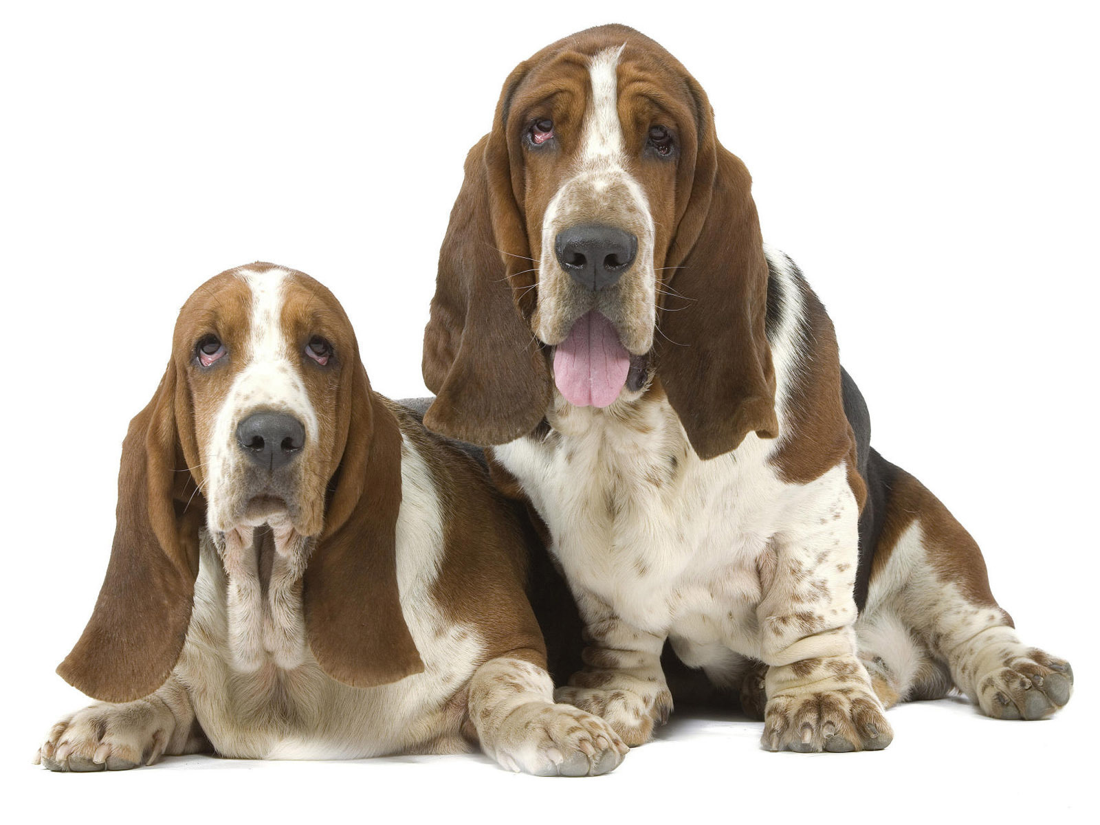 Два бассет-хаунда на белом фоне