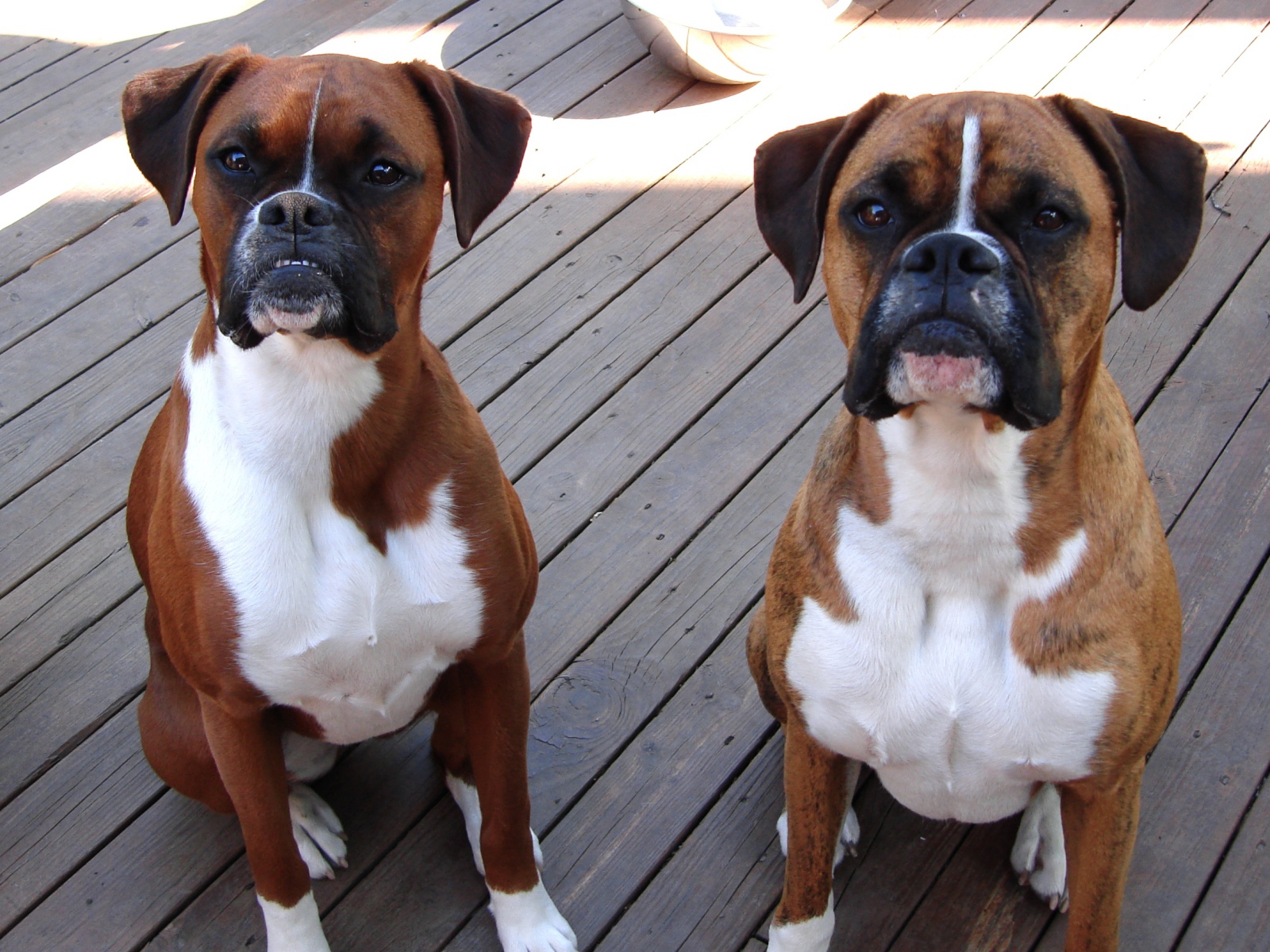 Два боксёра ждут команду