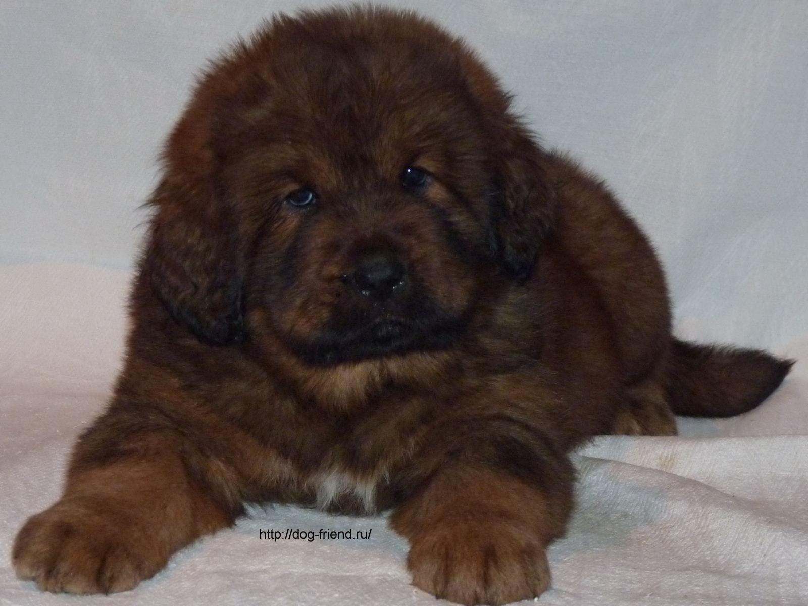 Очень маленький щенок тибетского мастифа