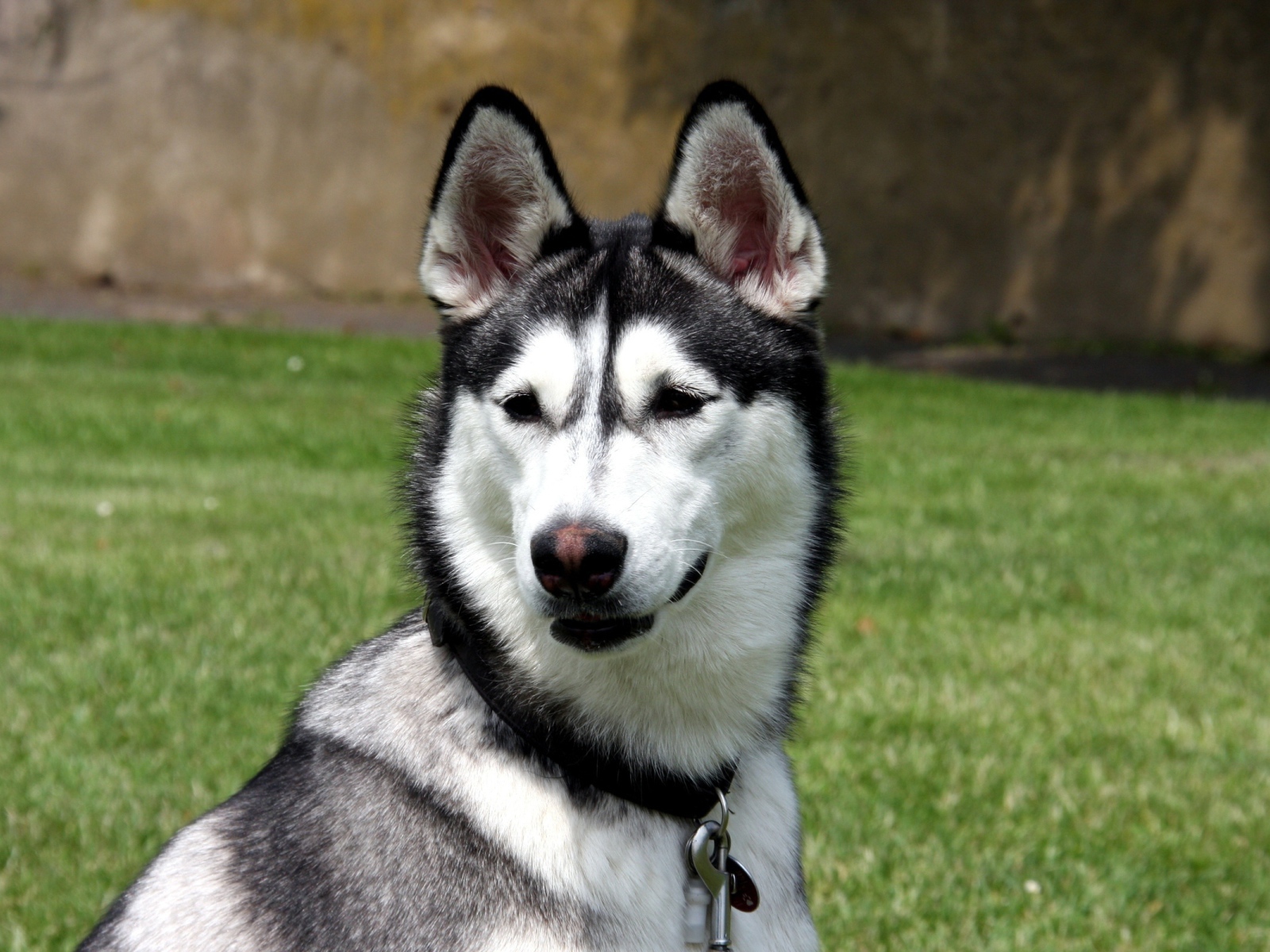 Молодой аляскинский маламут на улице