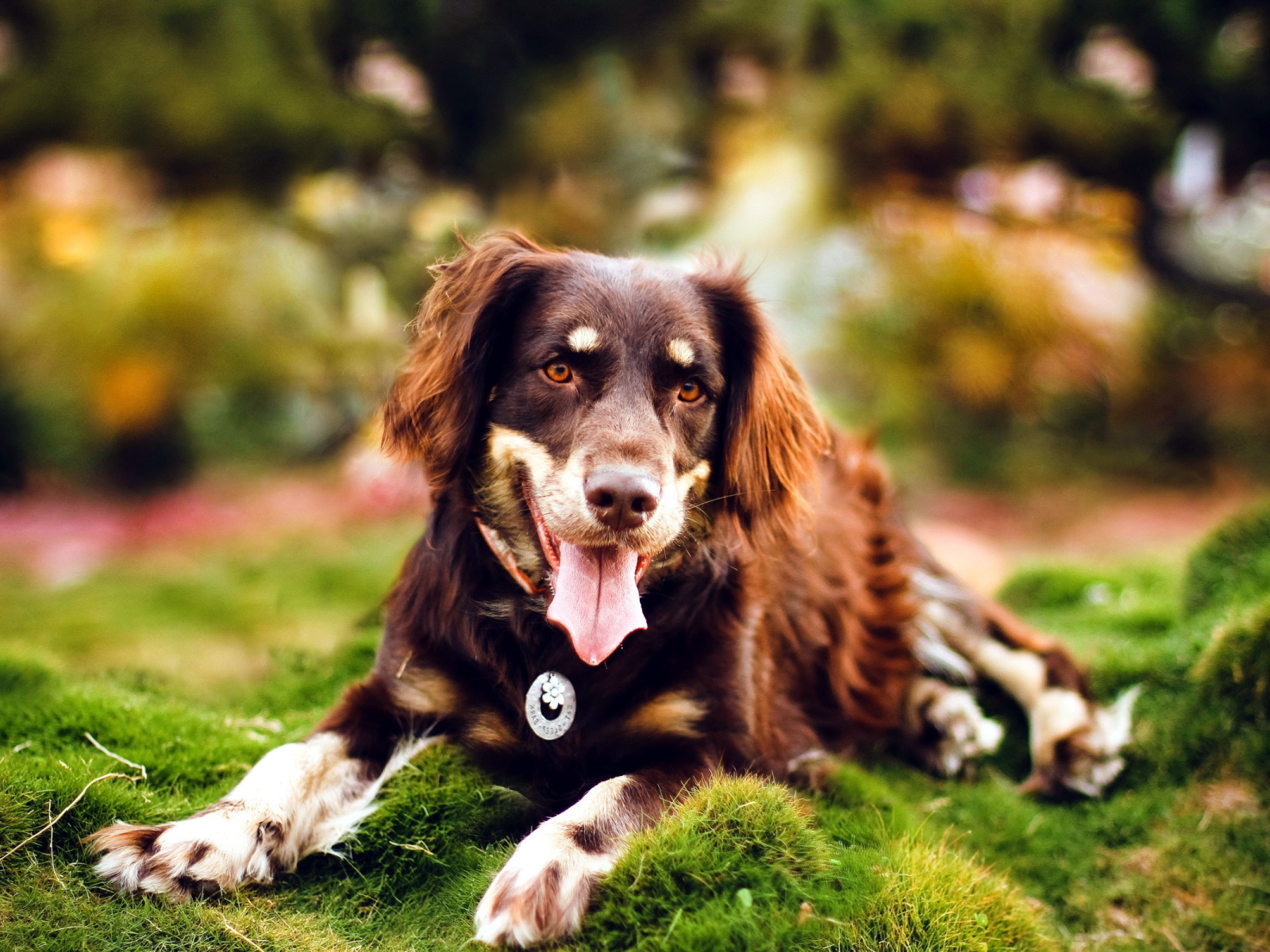 Молодая красивая австралийская овчарка