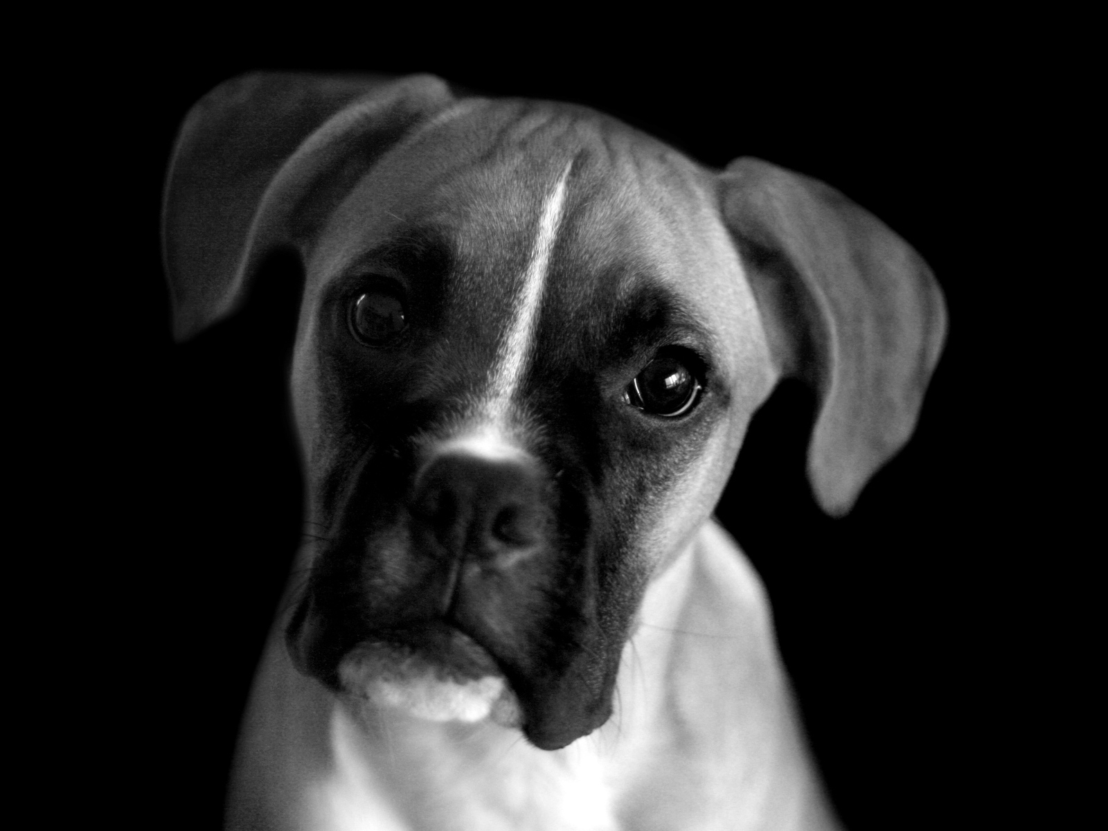 Молодой боксёр, чёрно-белая картинка