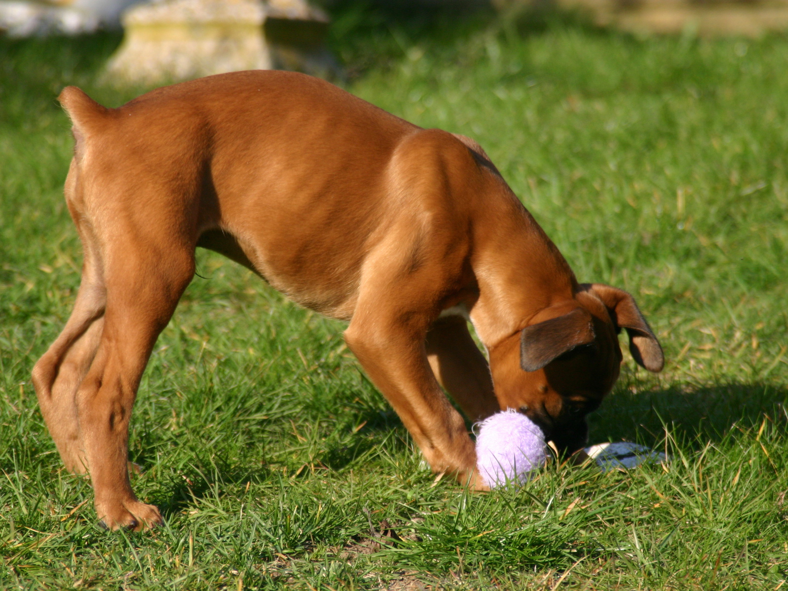 Молодой боксёр грызёт игрушку