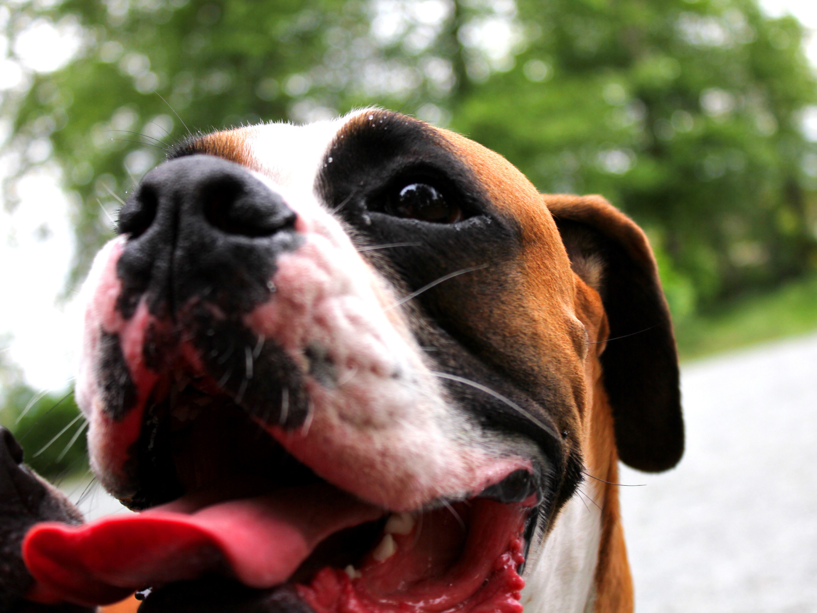 Счастливый боксёр с длинным языком