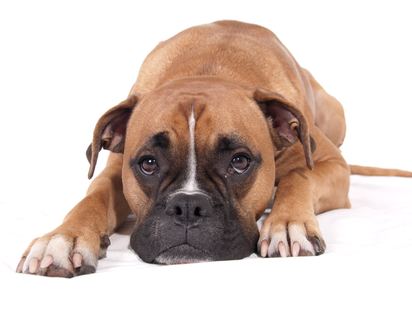 Грустный боксёр на белом полу