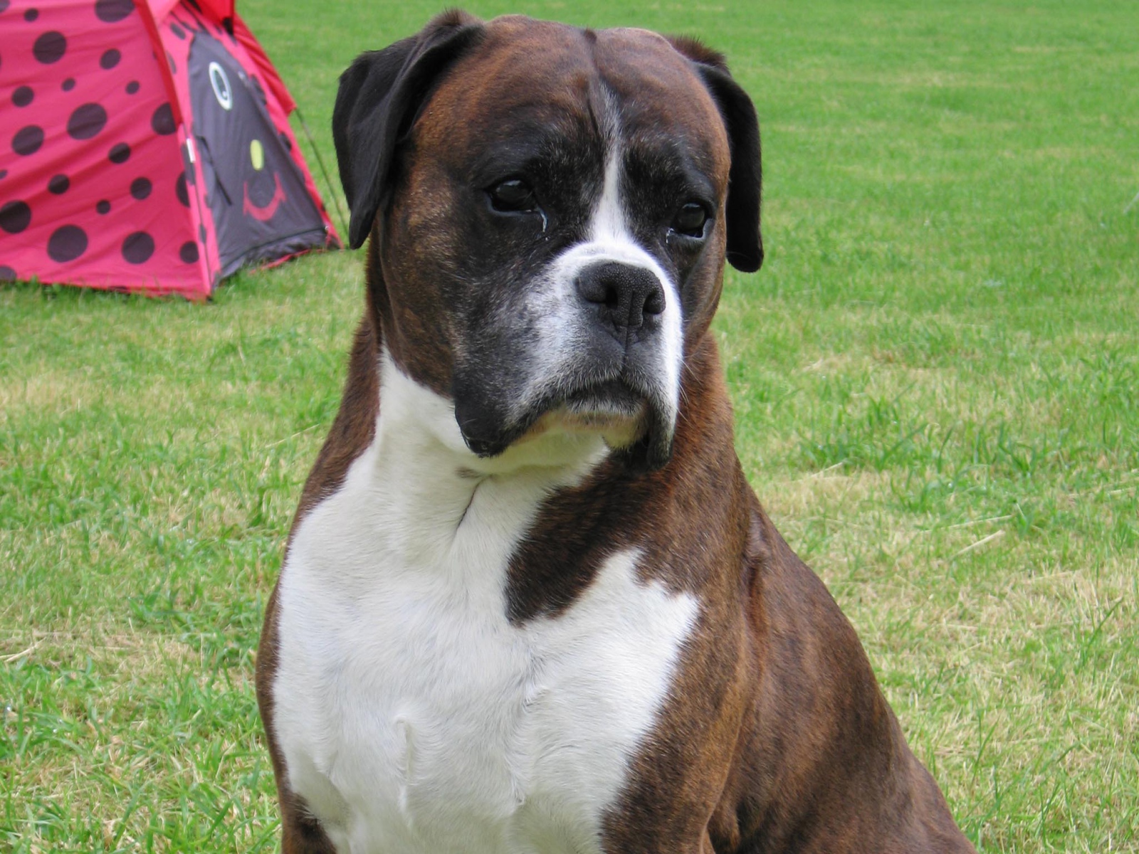 Грустный боксёр на фоне палатки