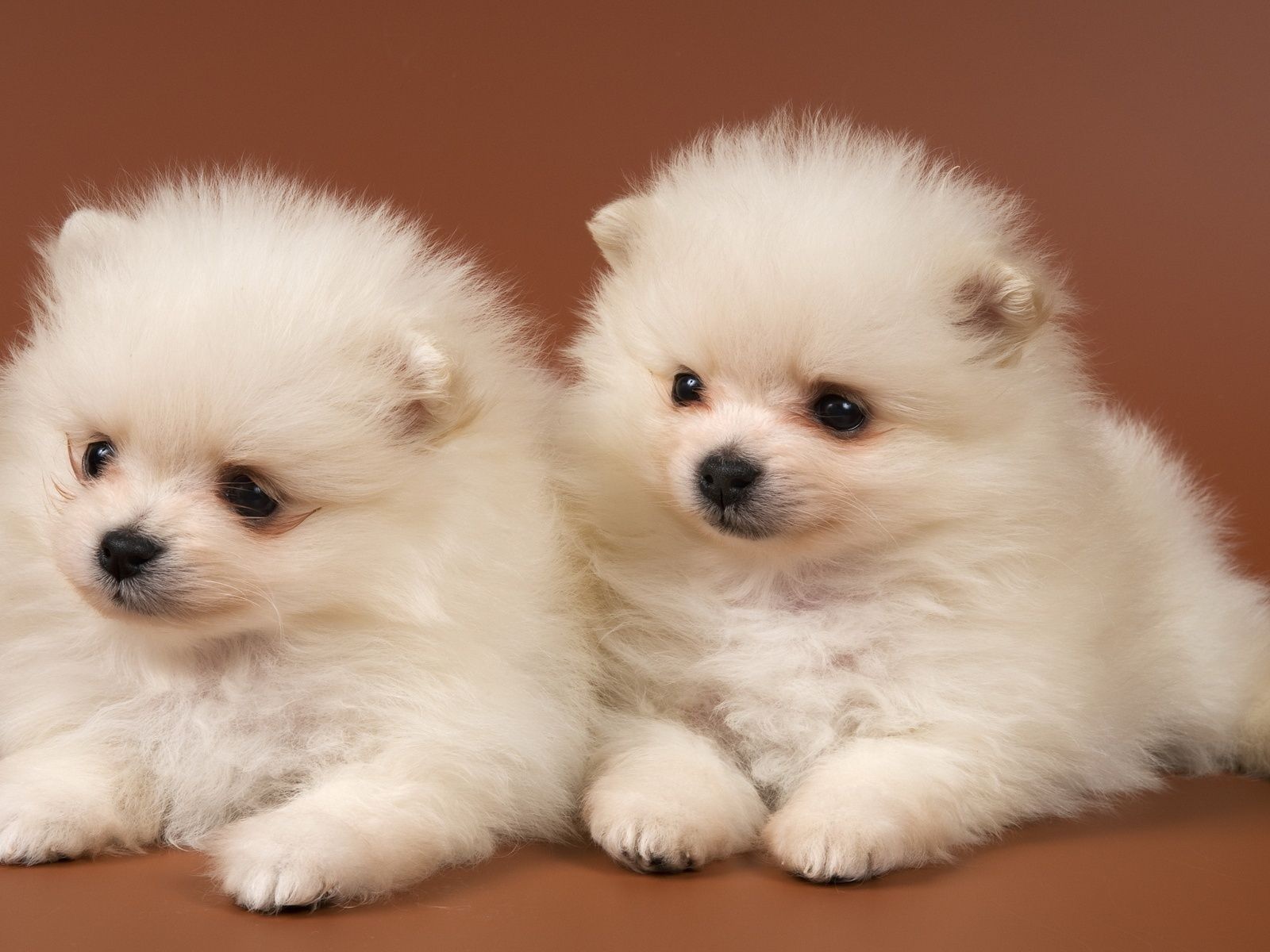 puppies Chow-Chow 