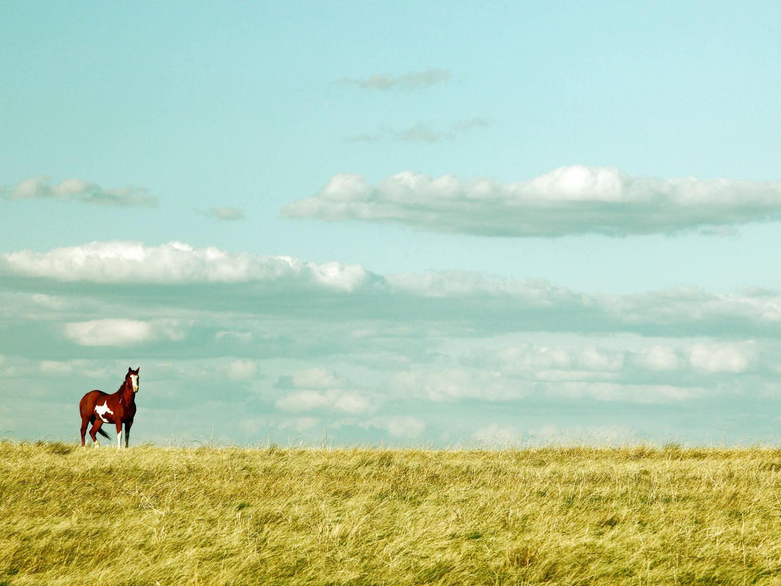 Красивая лошадь в поле