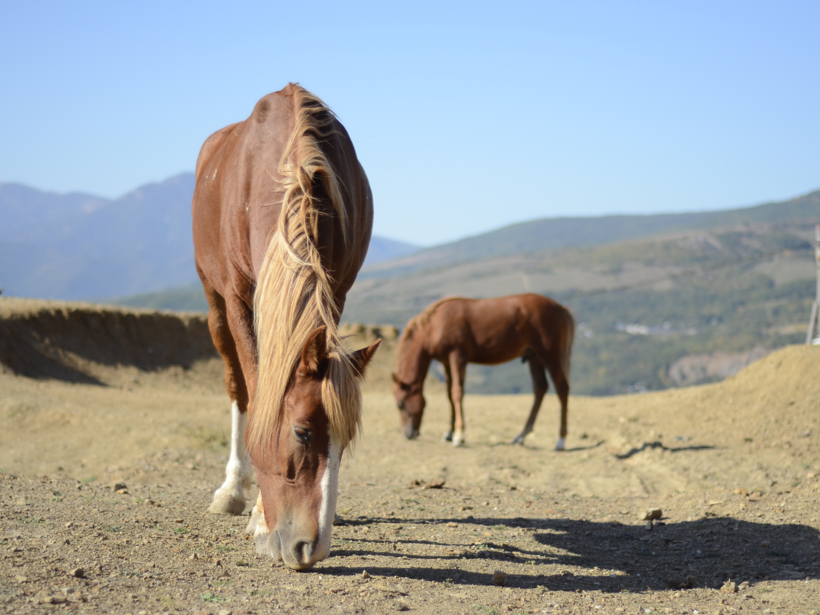 Прекрасные лошади