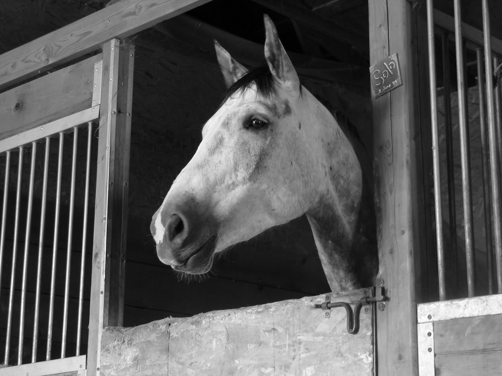 Загнанная лошадь