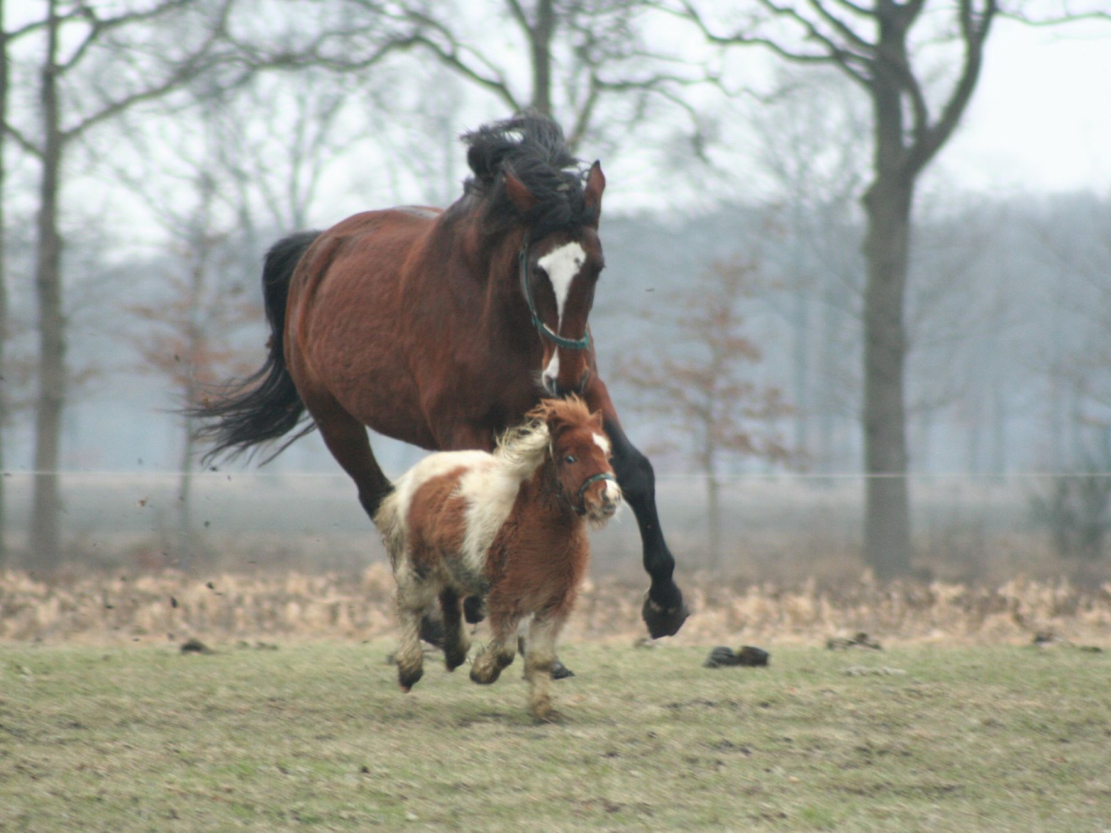 Мини лошади