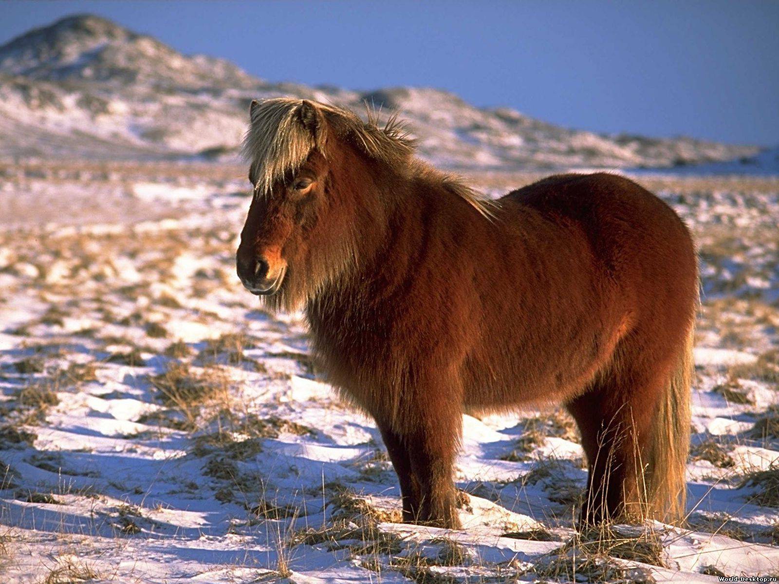 Карликовая лошадь