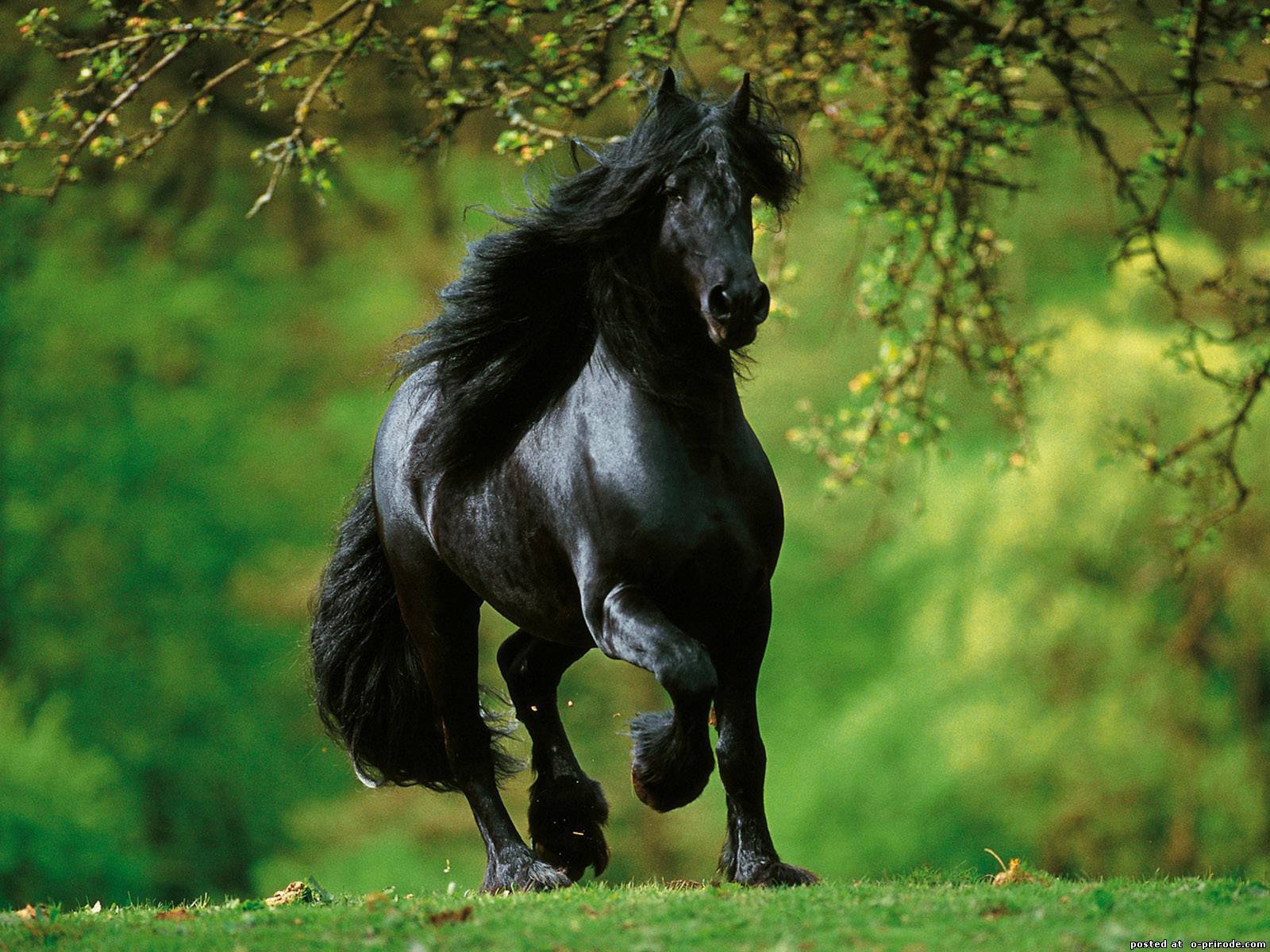 Испанские лошади