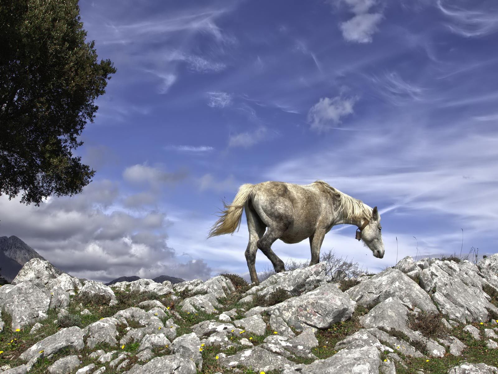 Серебряная лошадь