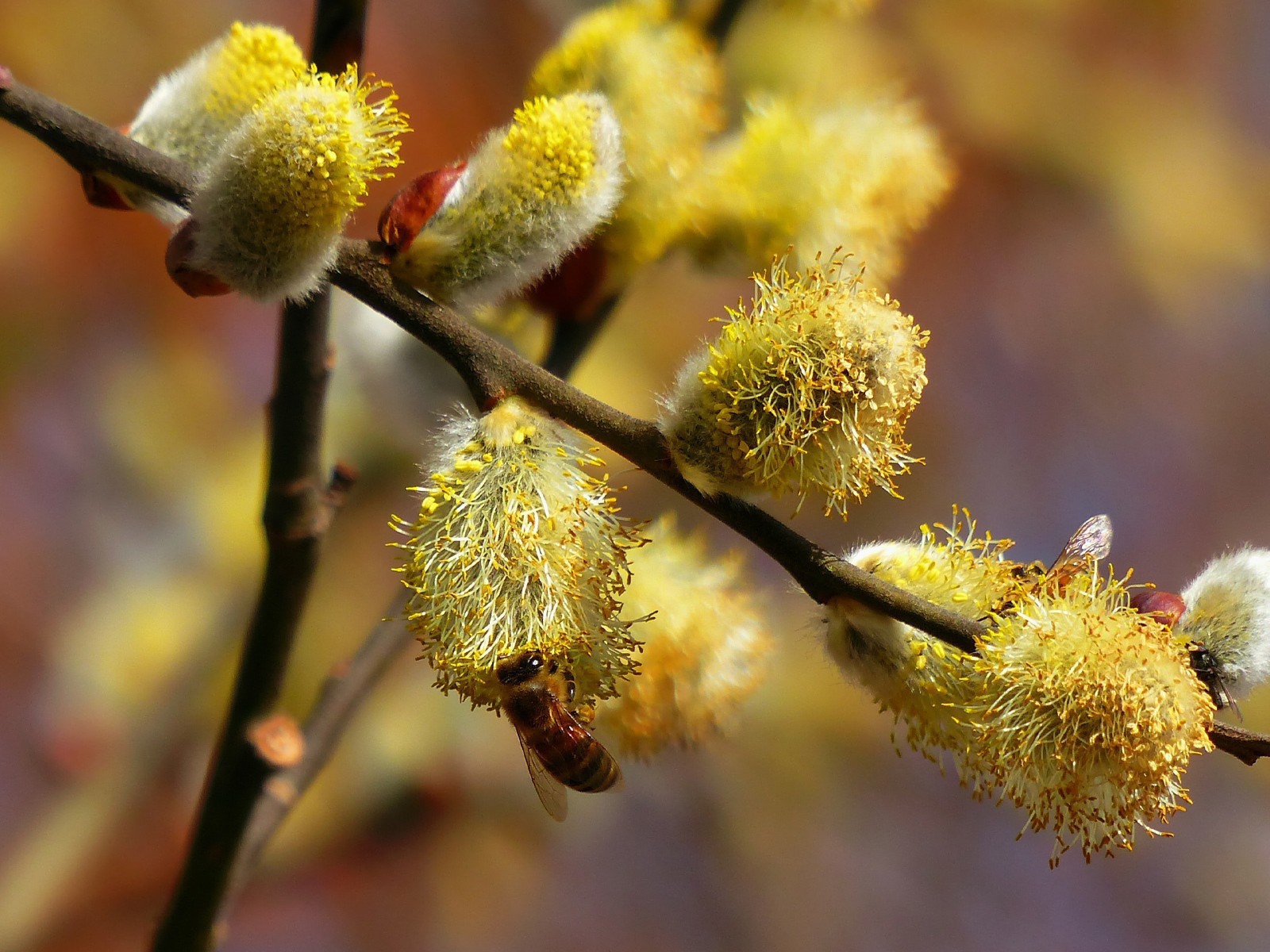 Пчела сидит на вербе