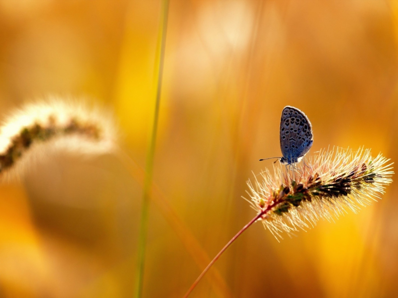 Бабочка на колоске