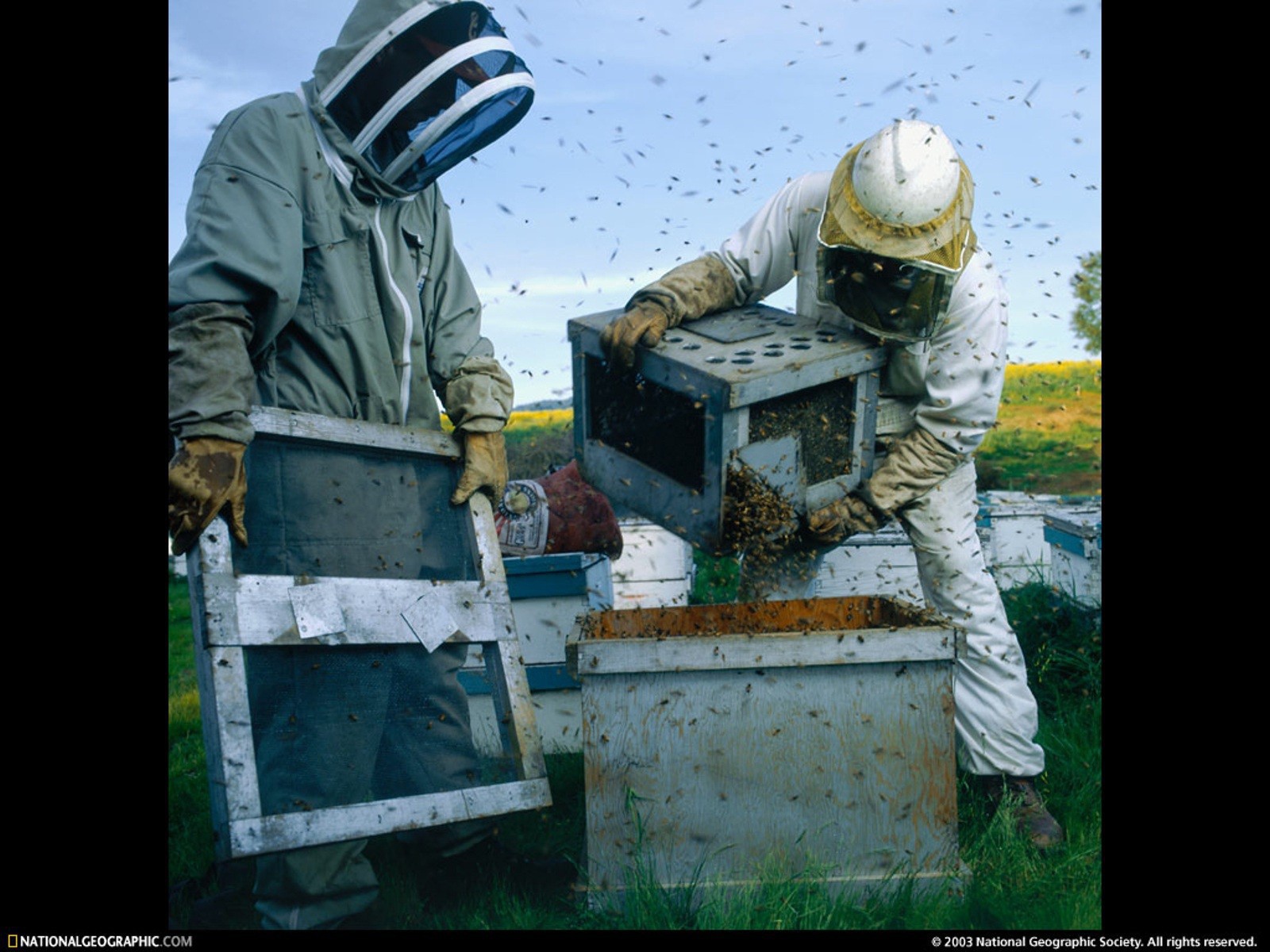 Высадка пчел в улей