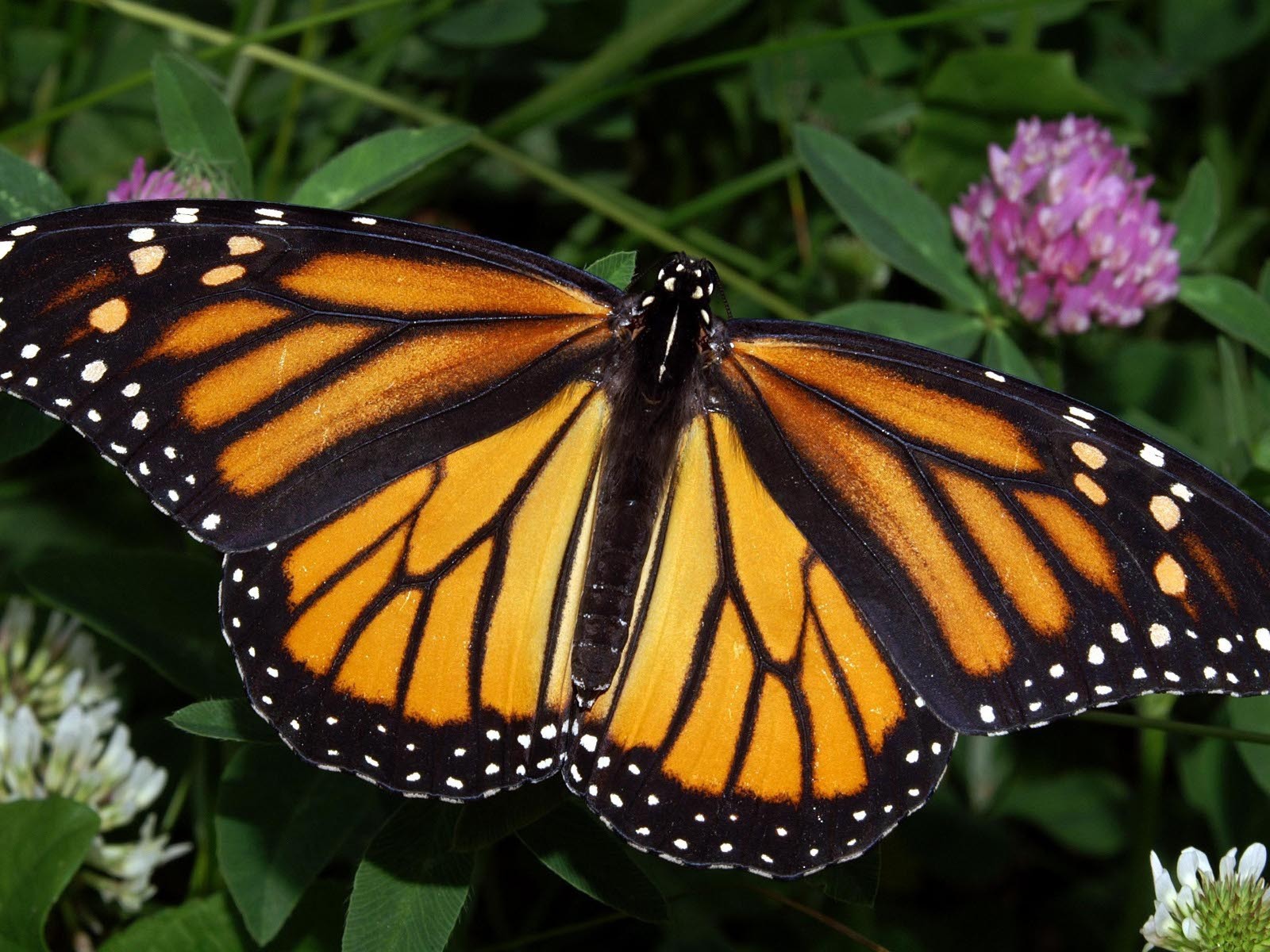 Бабочка Монарх