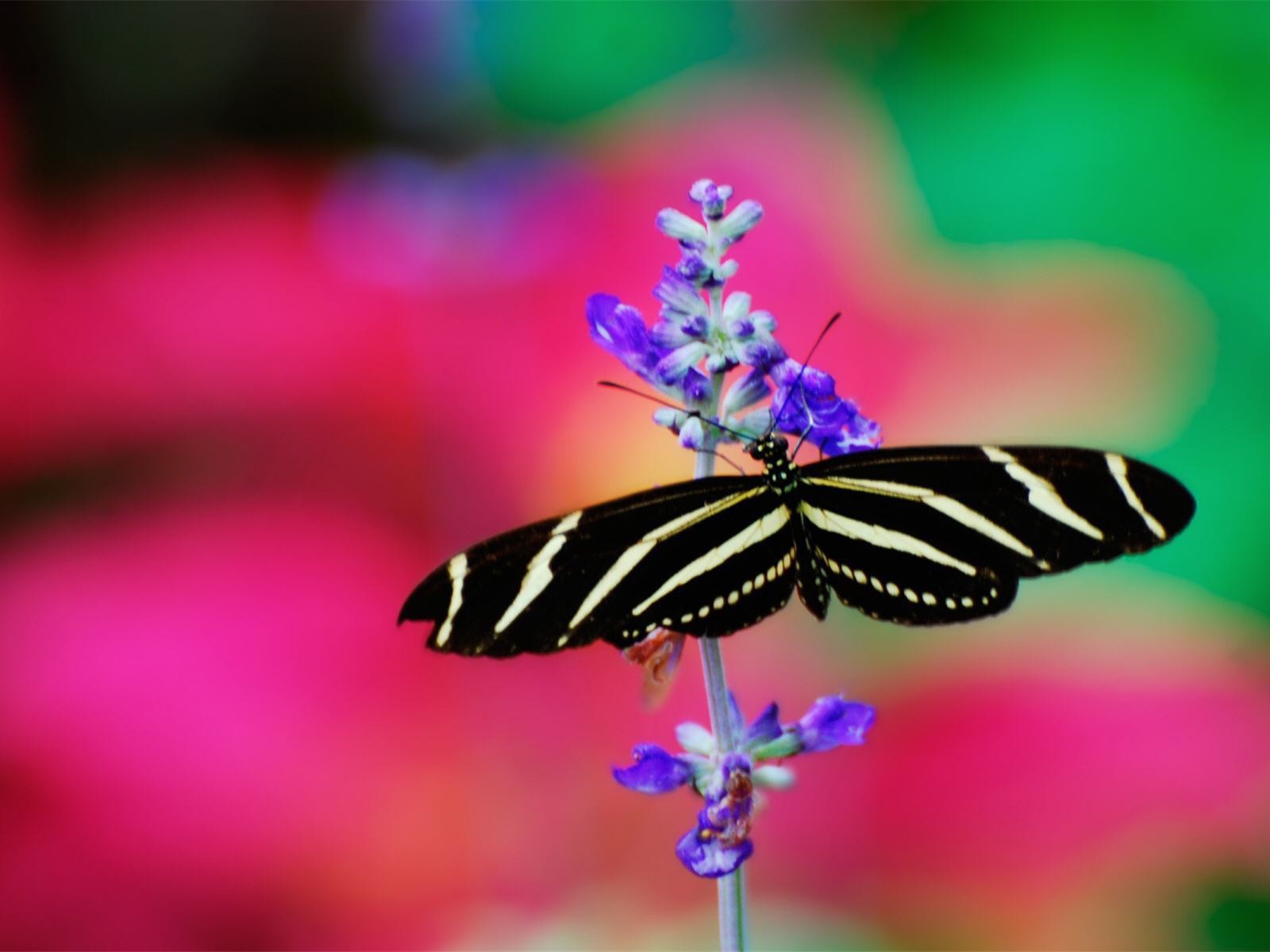 Черно белая бабочка