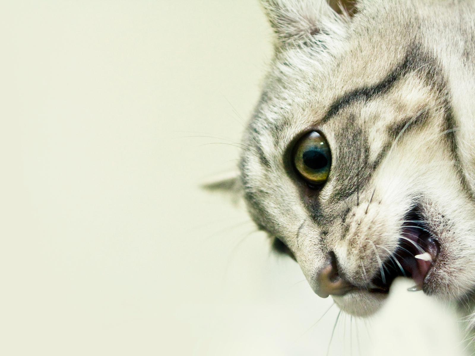 Кошачьи клыки