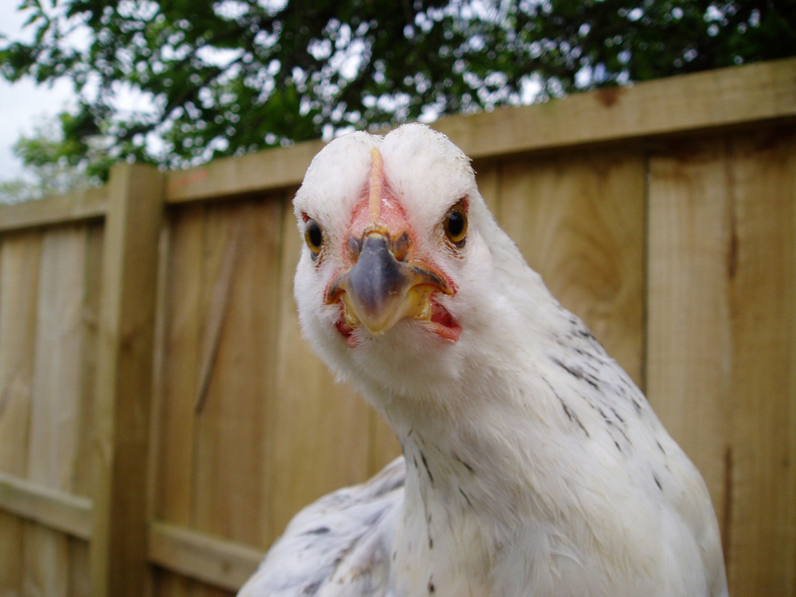 Курица крупным планом